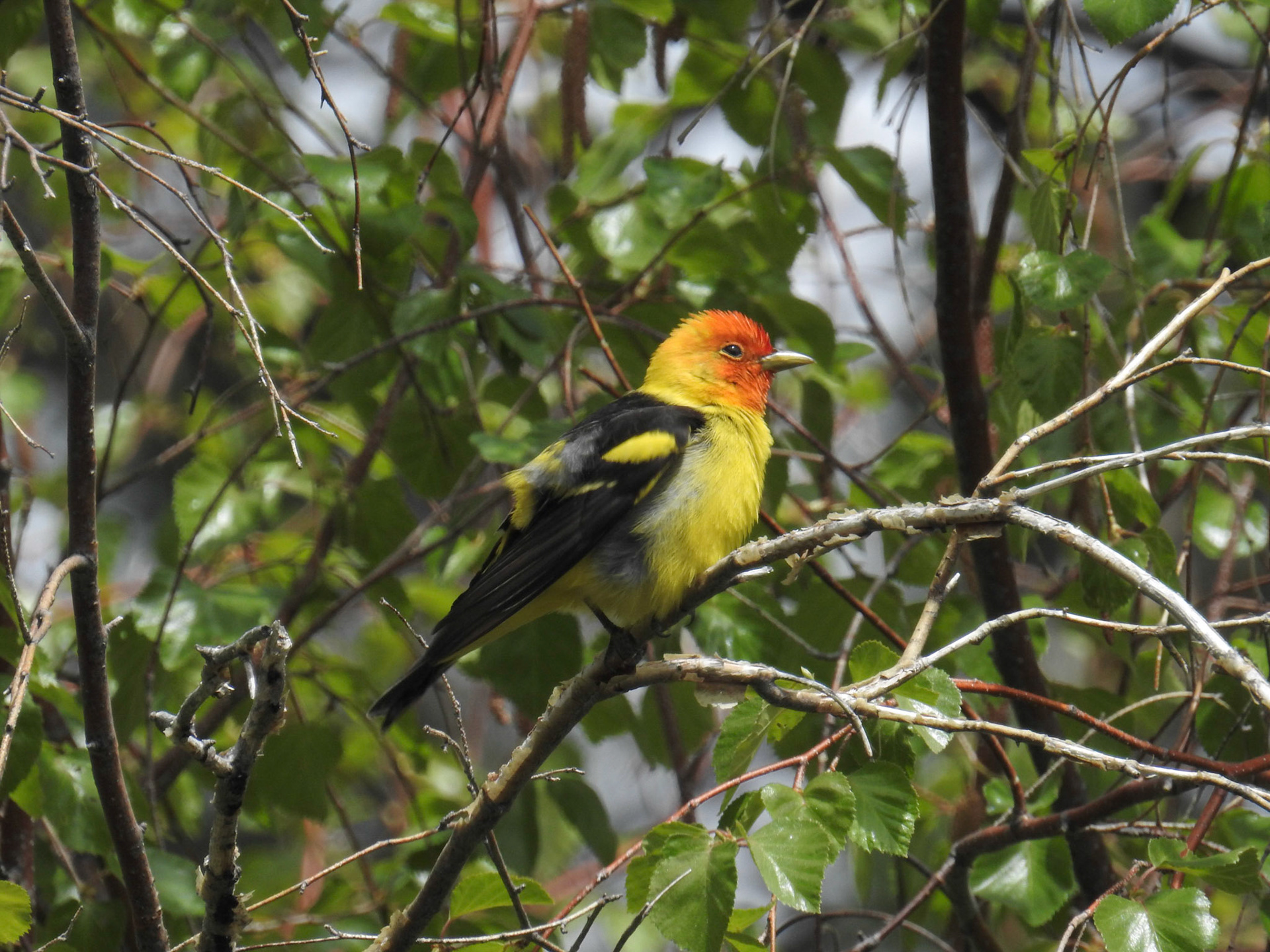 Western Tanager