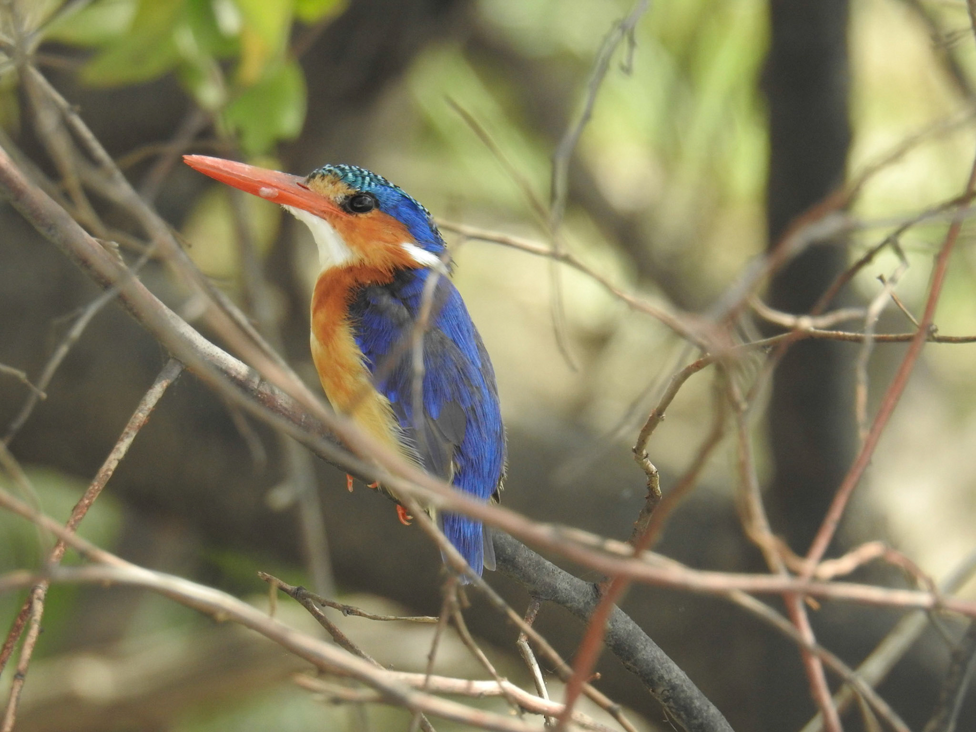 Malachite Kingfisher