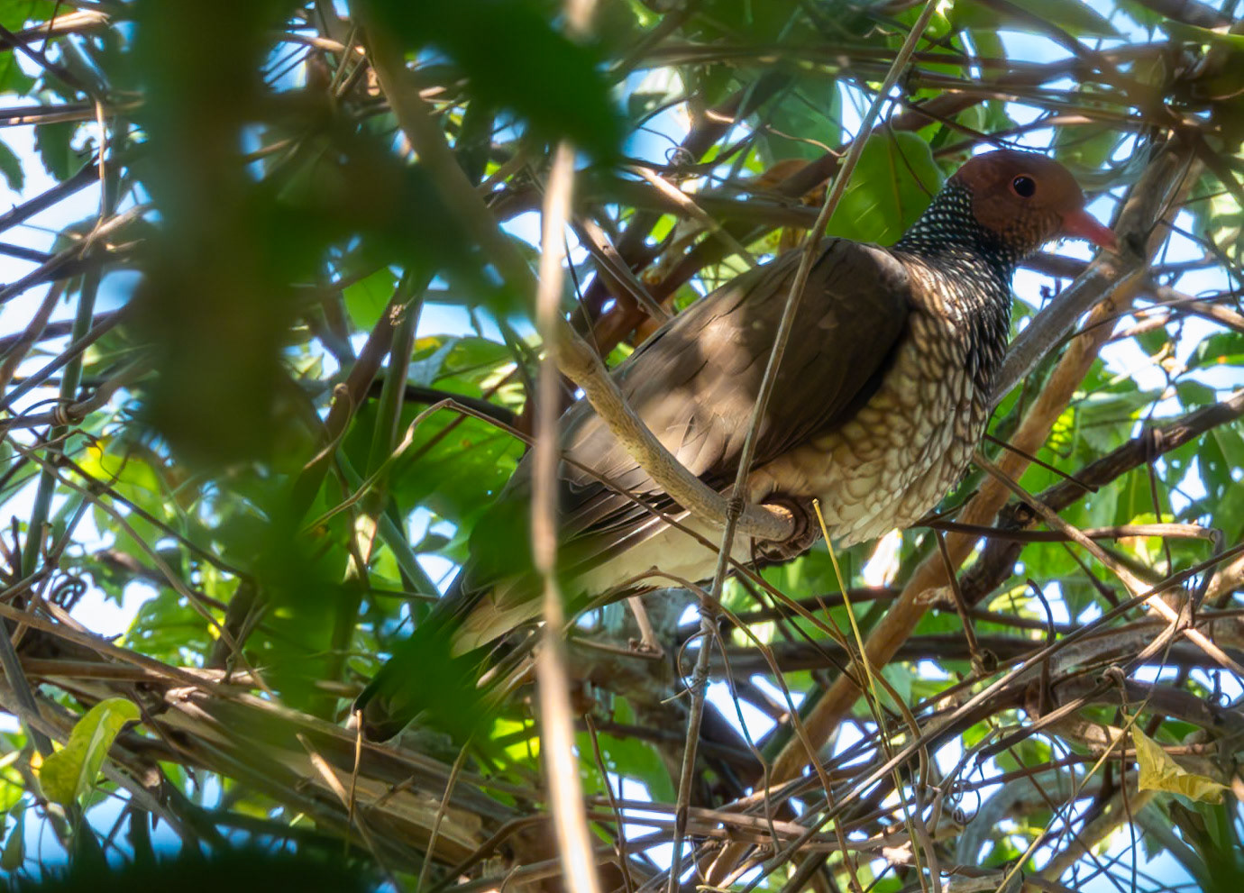 Scaled Pigeon