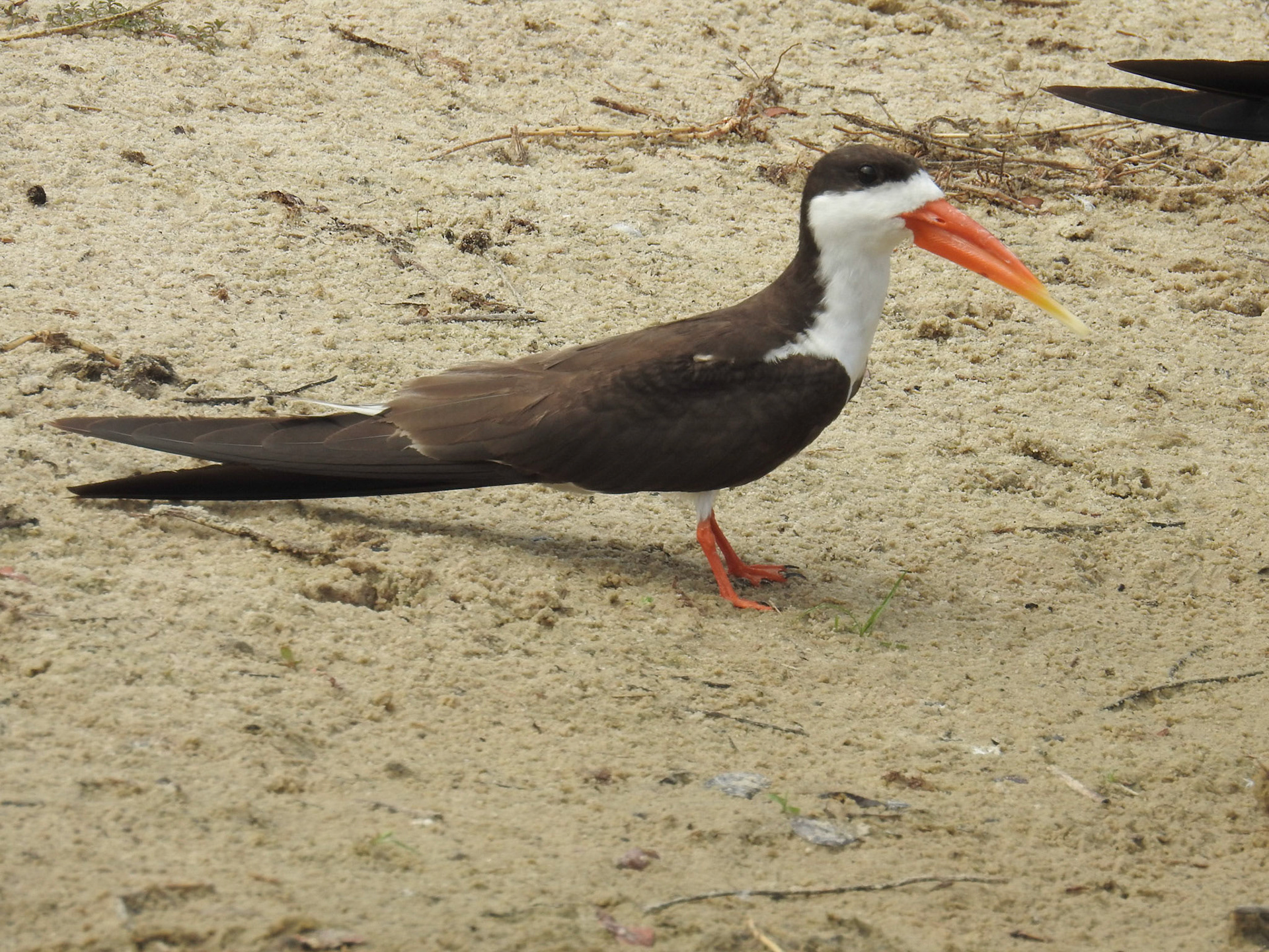 African Skimmer