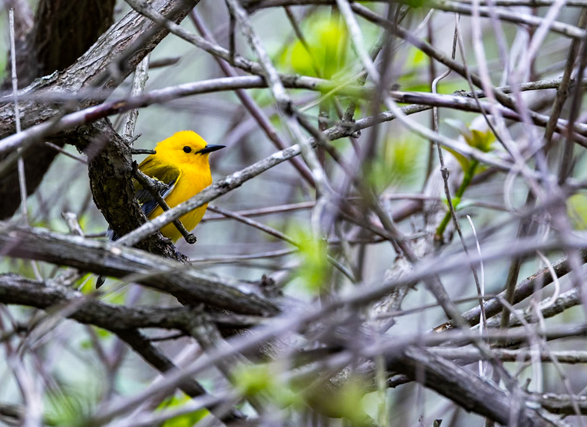 Prothonotary Warbler