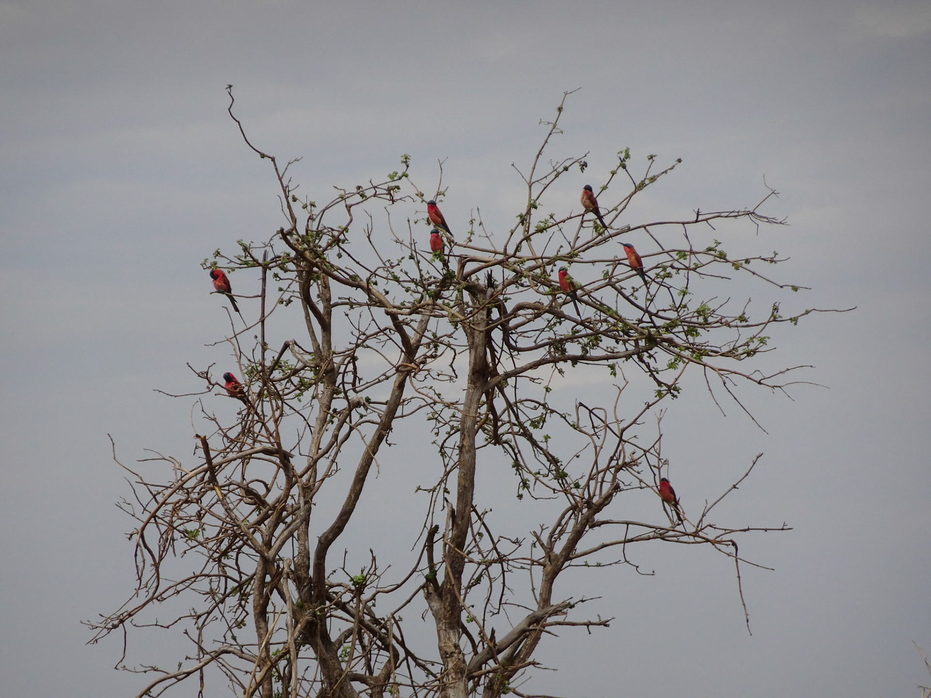 Southern Carmine Bee-Eaters