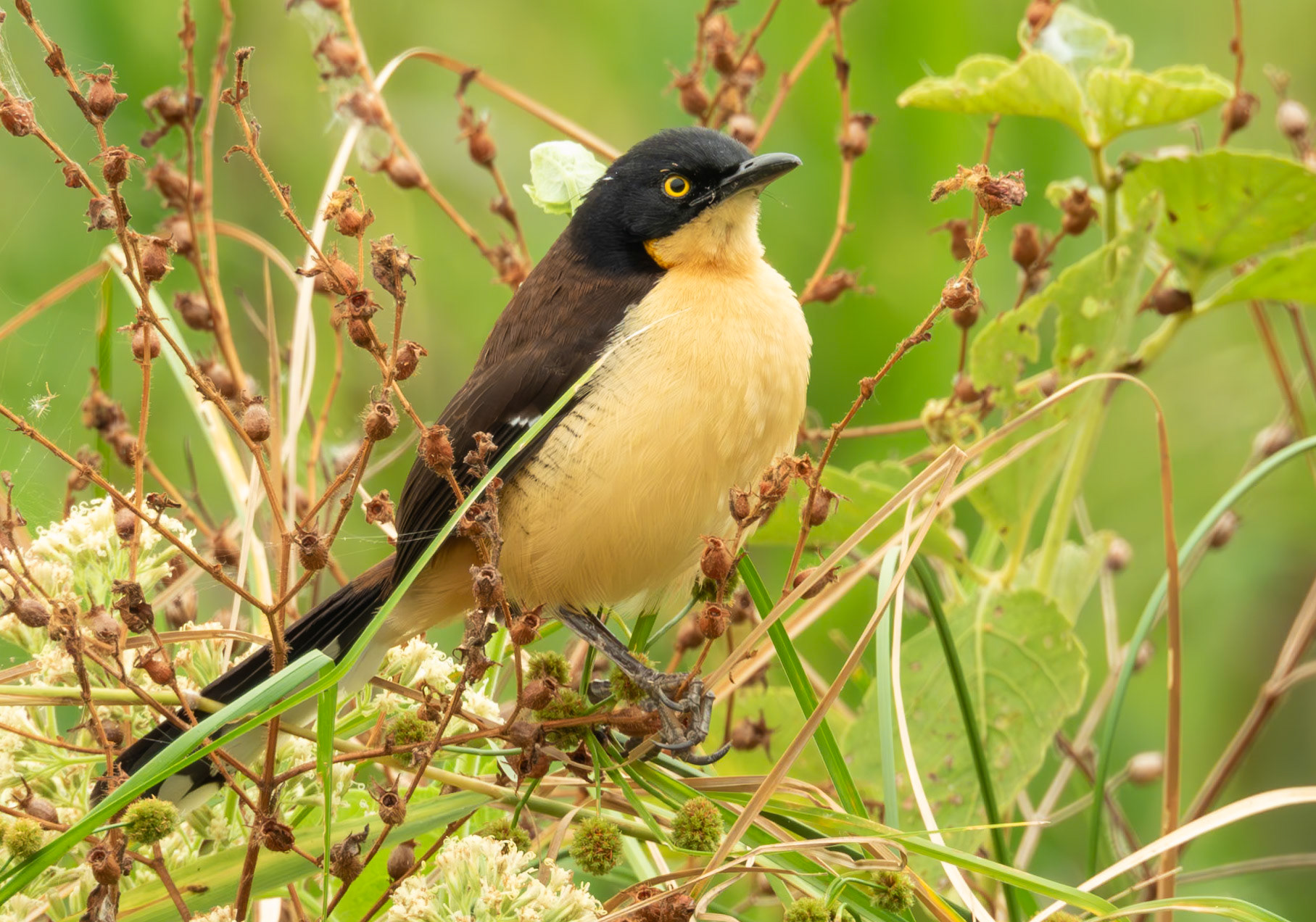 Black-capped Donacobius