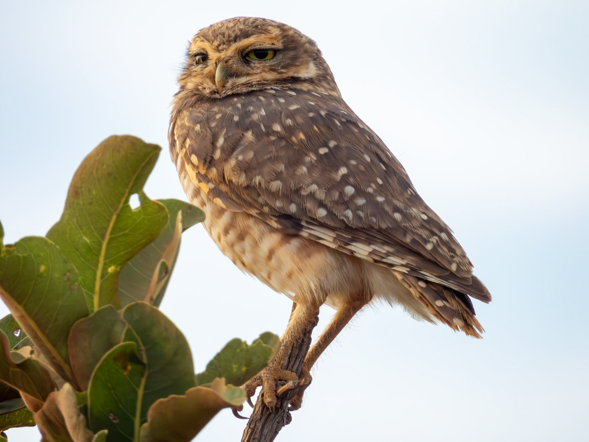 Ferruginous Pygmy-Owl