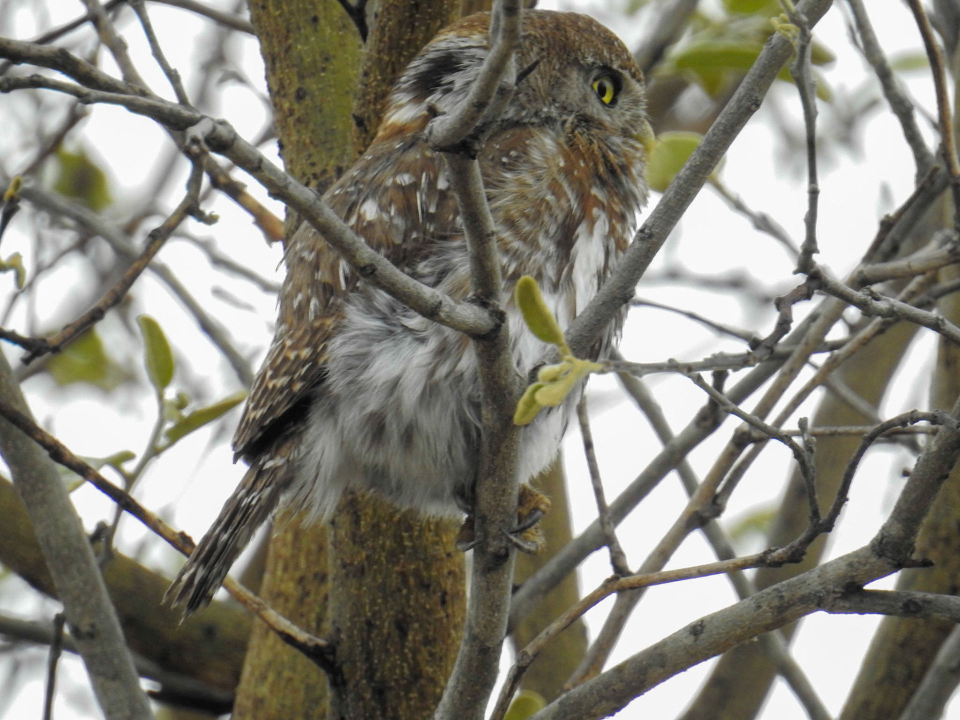 Pearl-spotted Owlet