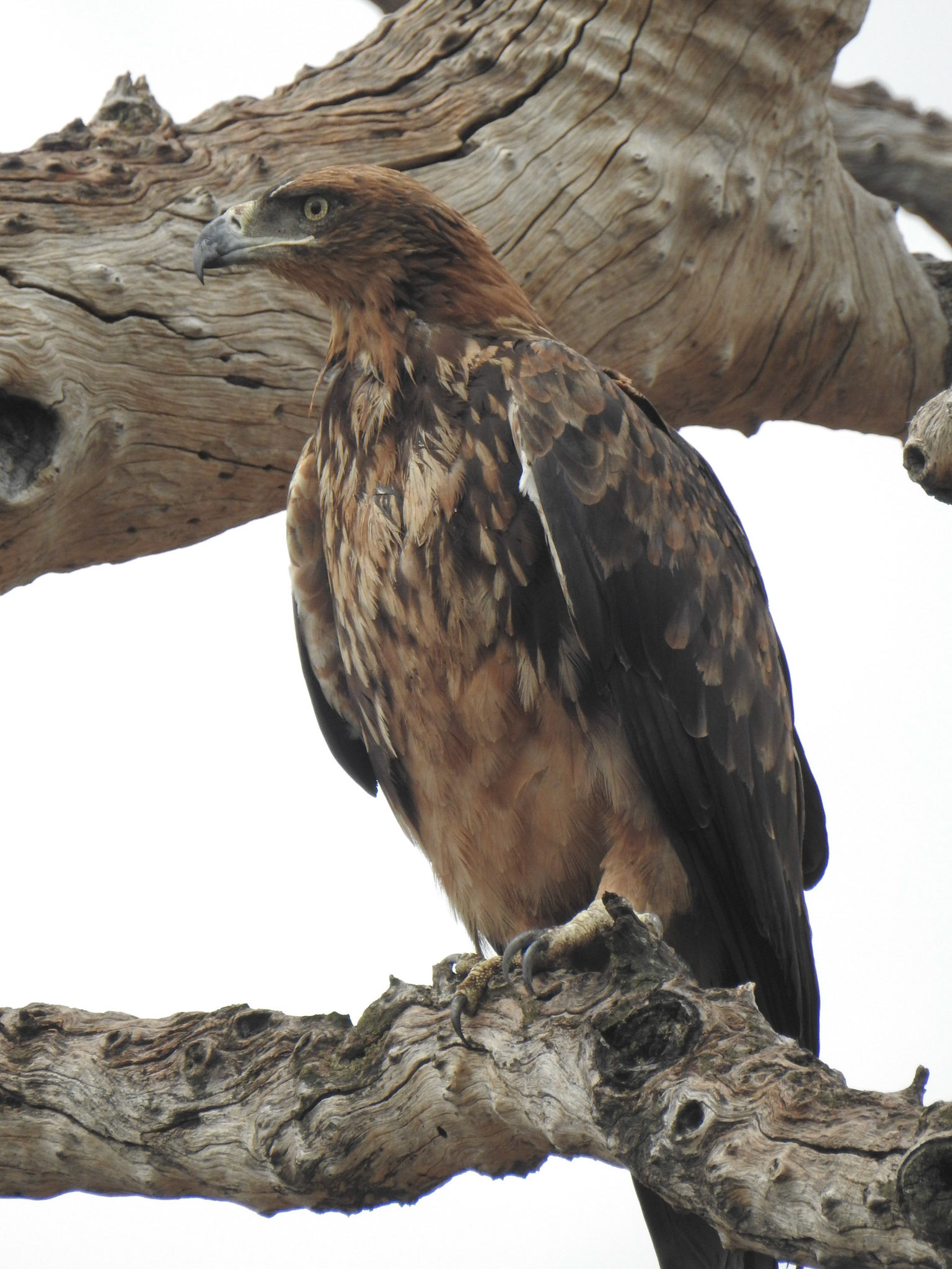 Tawny Eagle (Imm.)