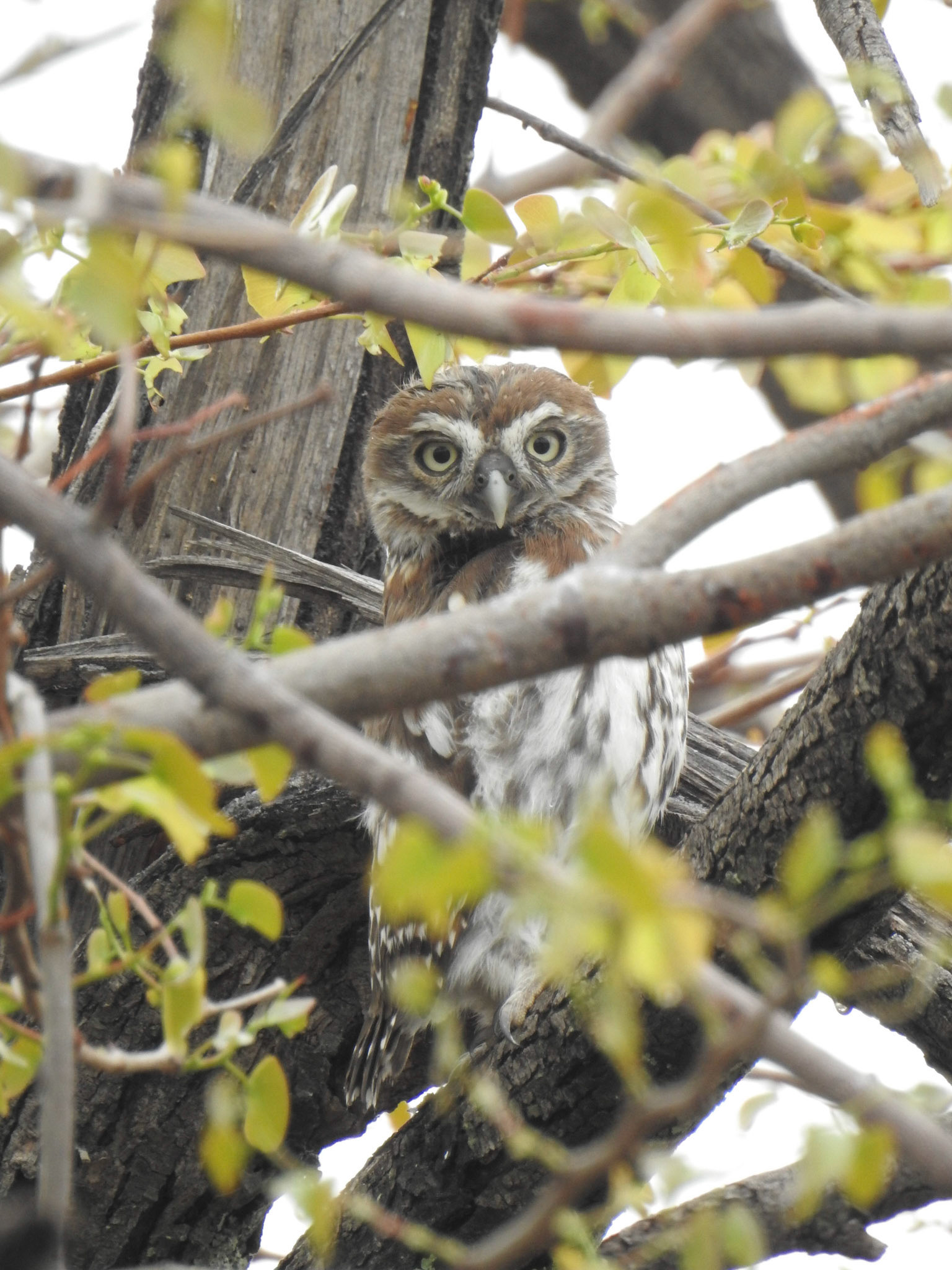 Pearl-Spotted Owlet