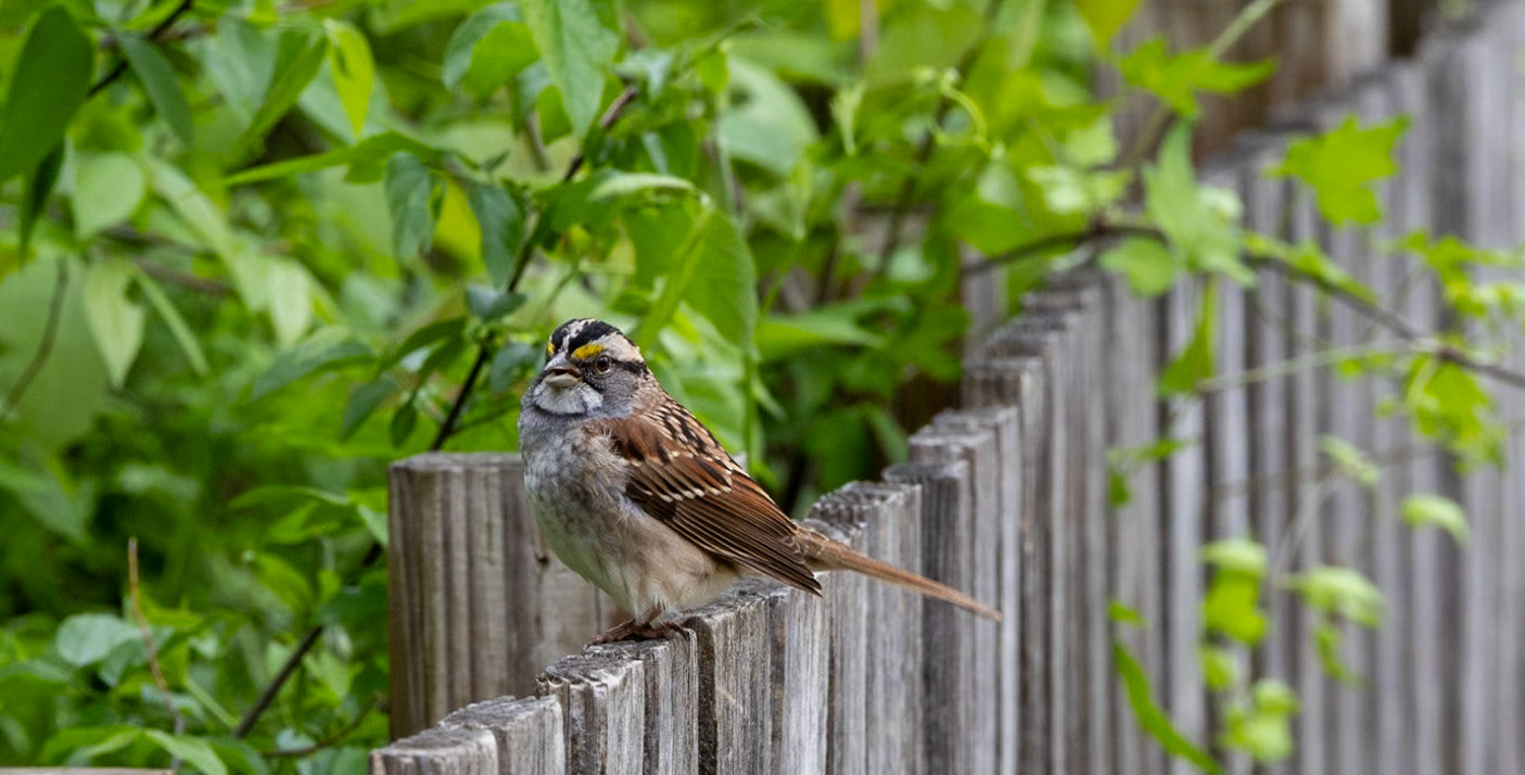 White- throuated Sparrow