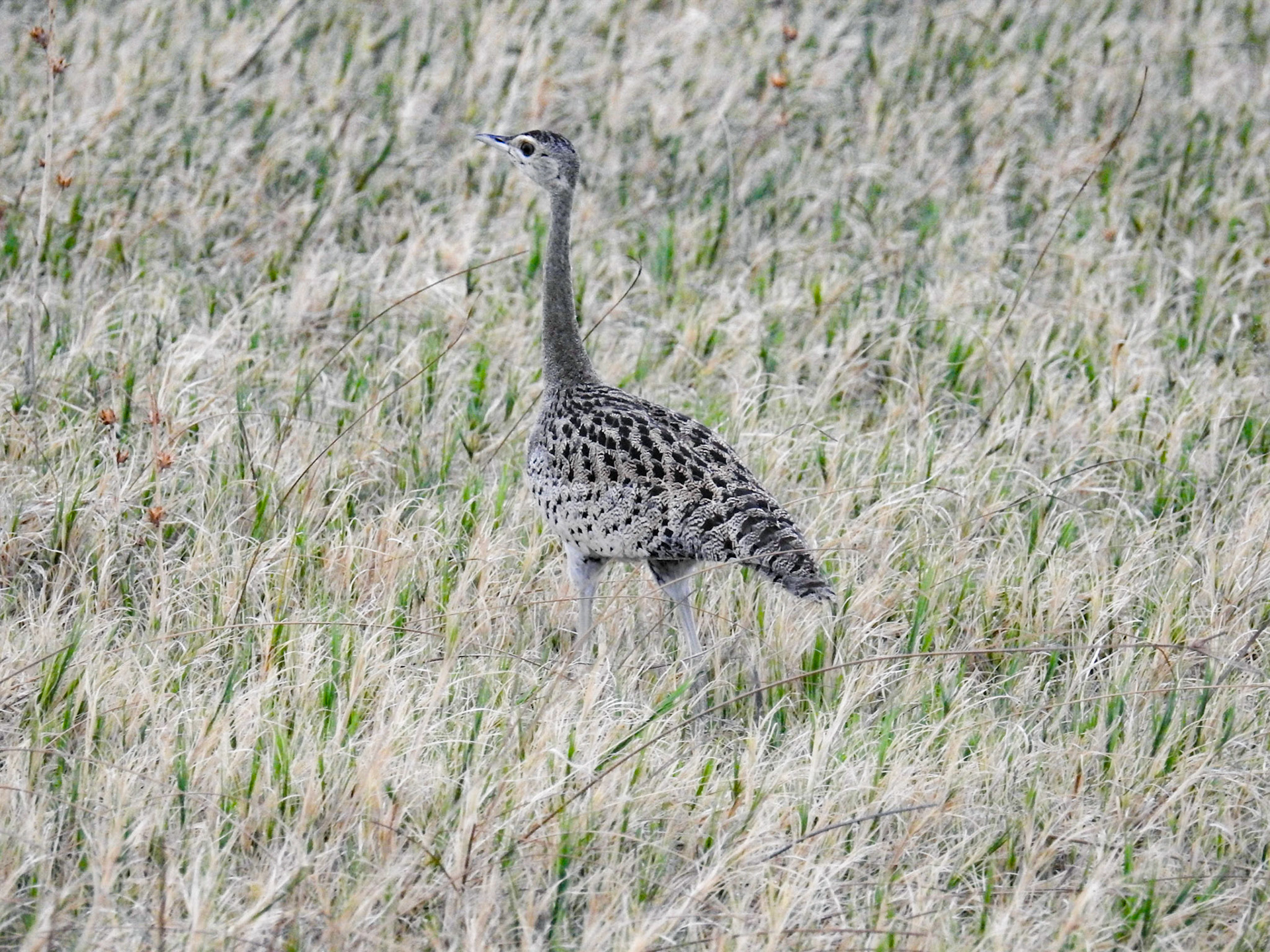 Red-Crested Bustard
