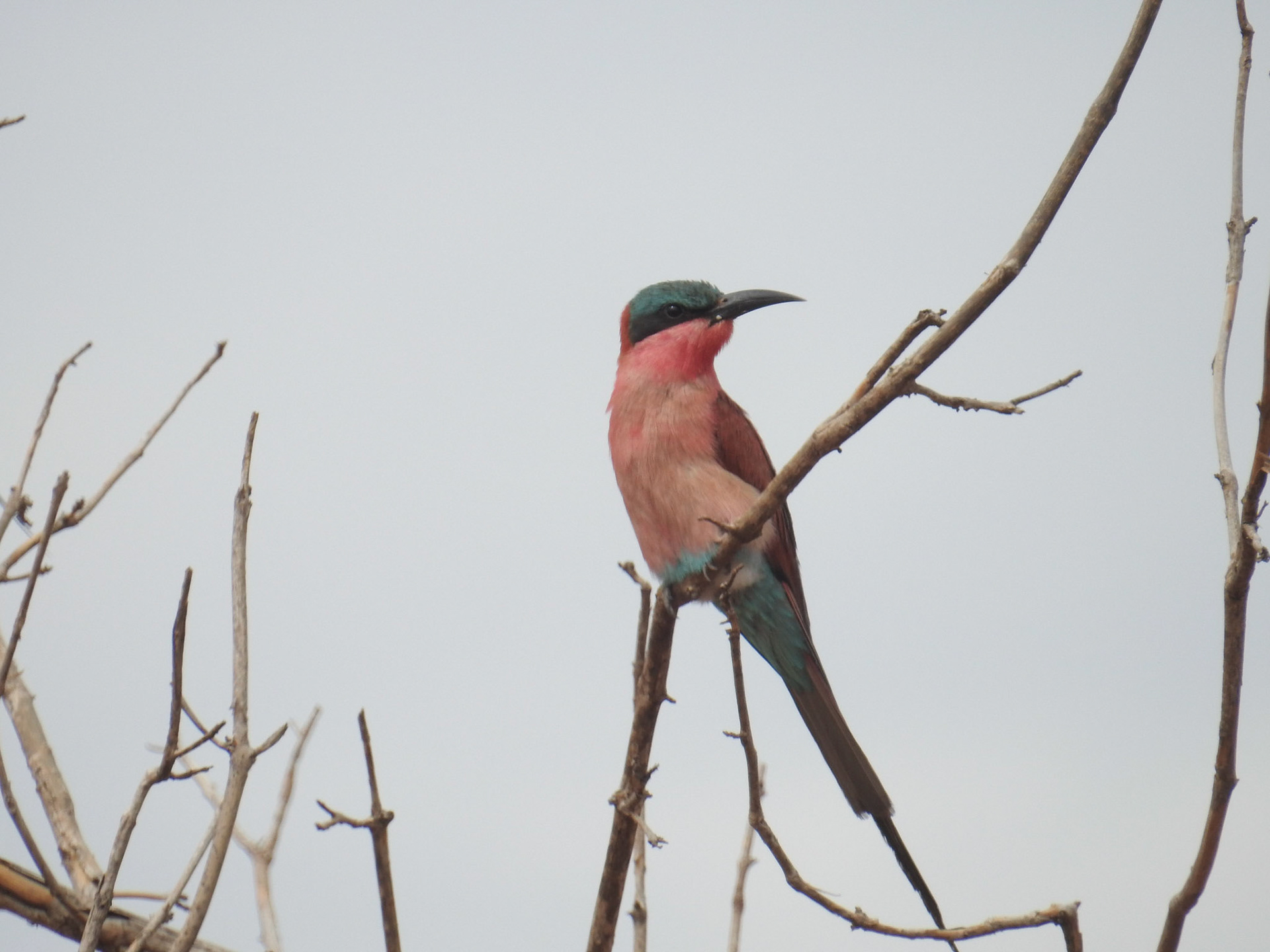 Southern Carmine Bee-Eaters