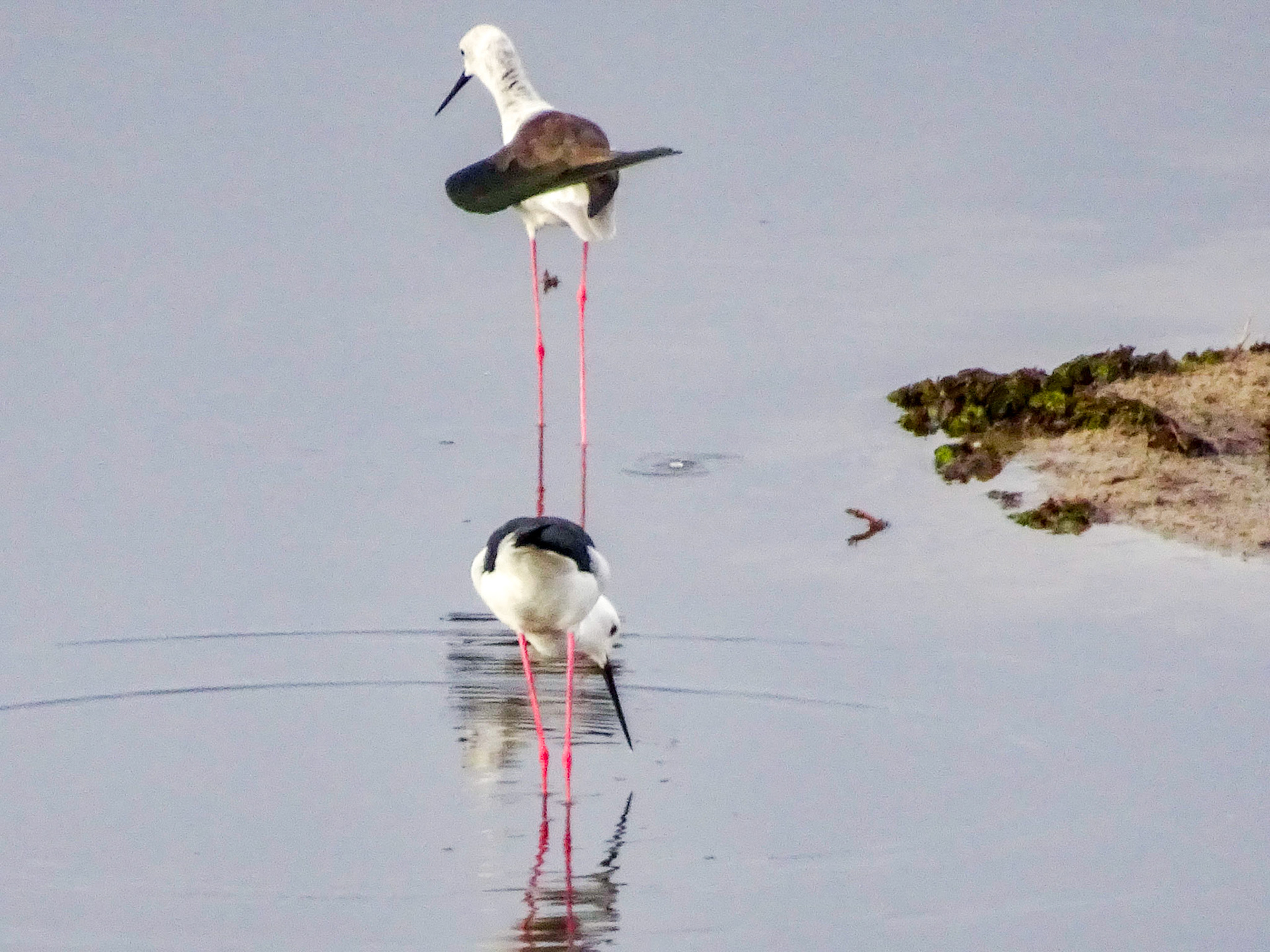 Black-winged Stilt