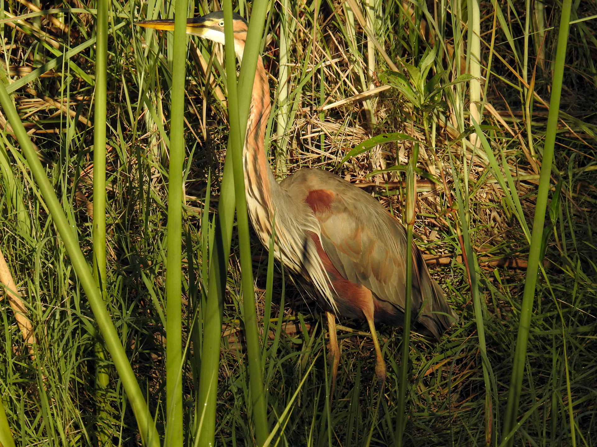 Purple Heron