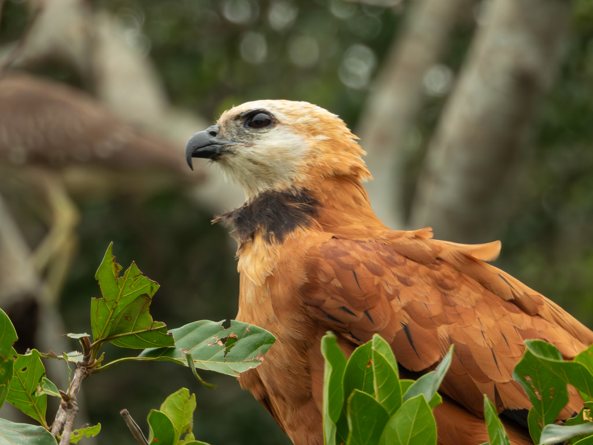 Black-collared Hawk