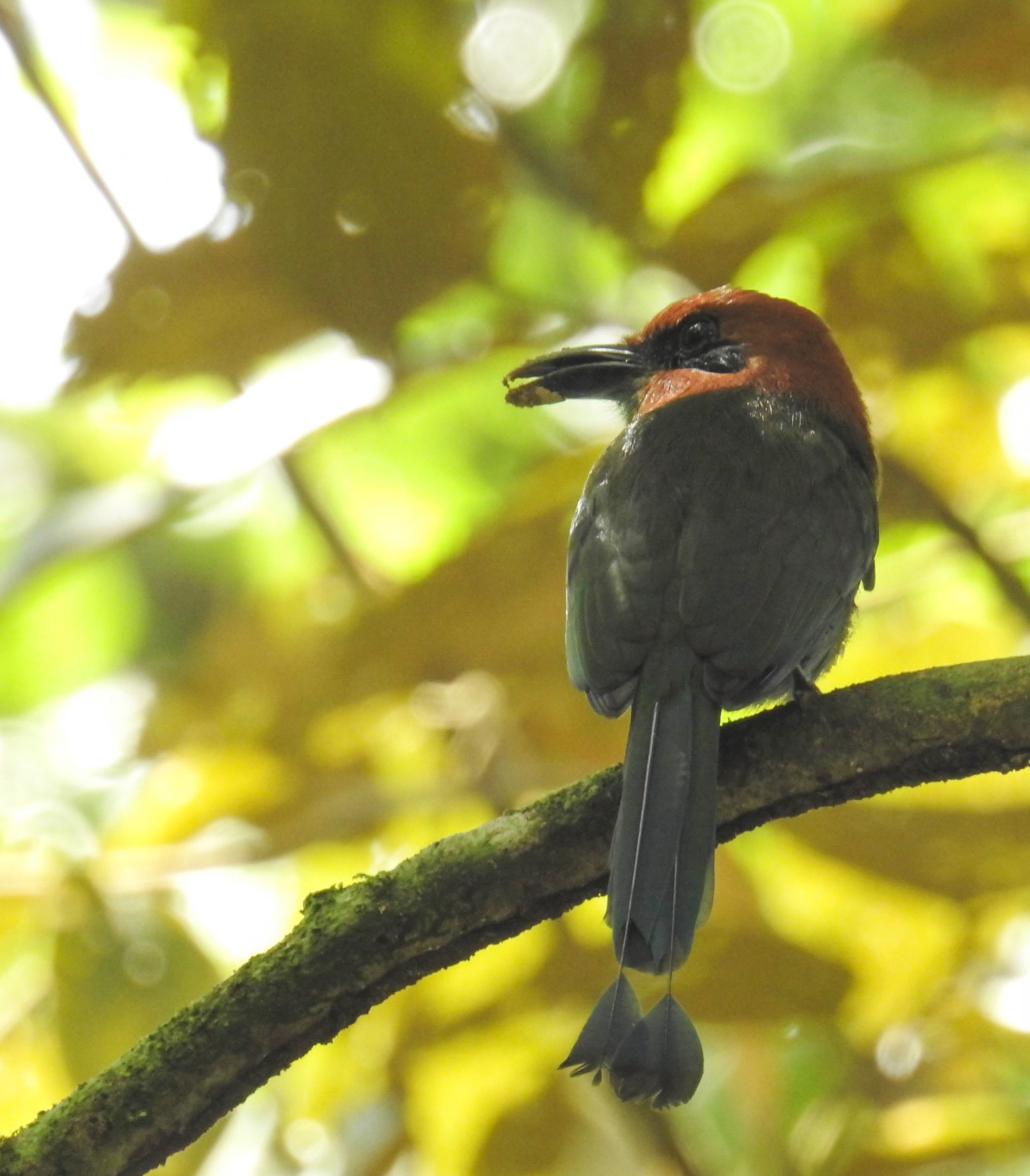 Broad-billed Motmot