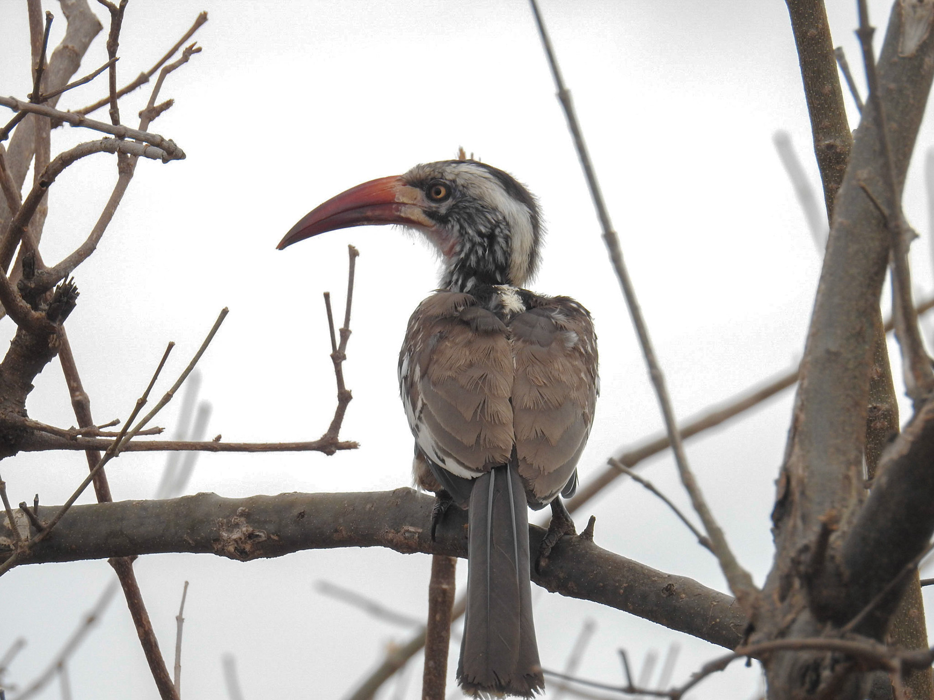 Southern Red-Billed Hornbill