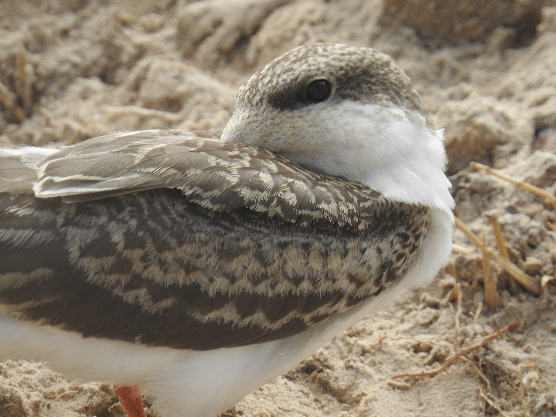 African Skimmer Juv.