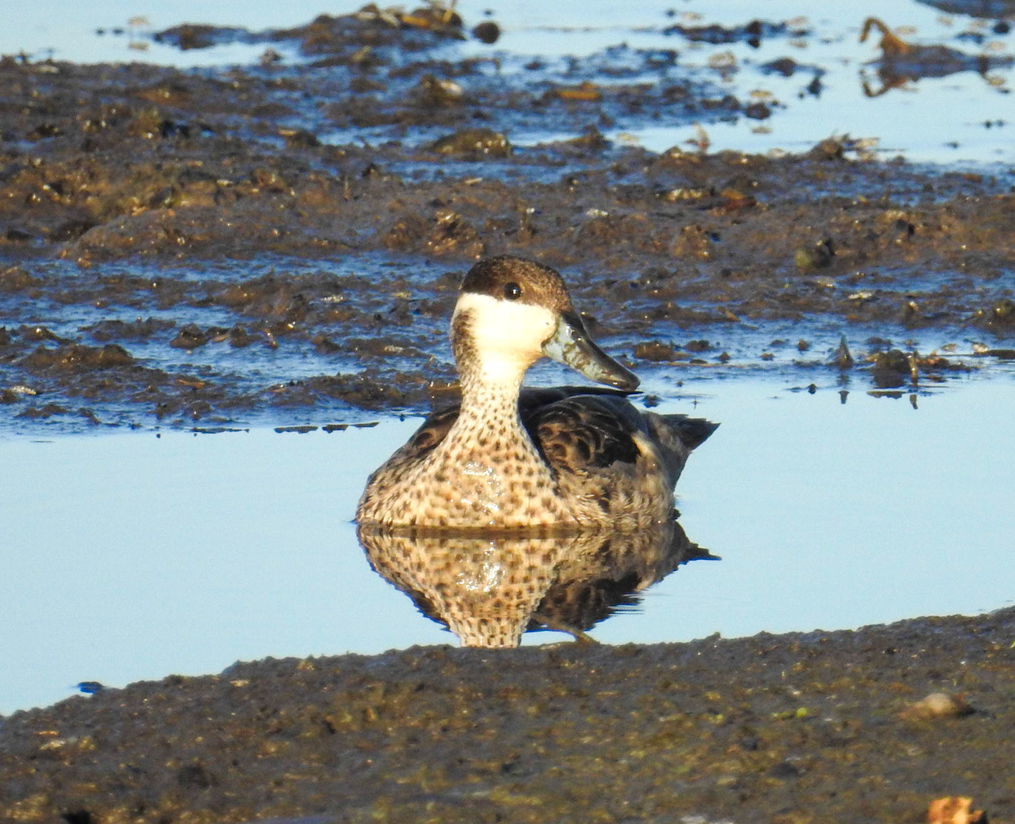 Hottentot Teal
