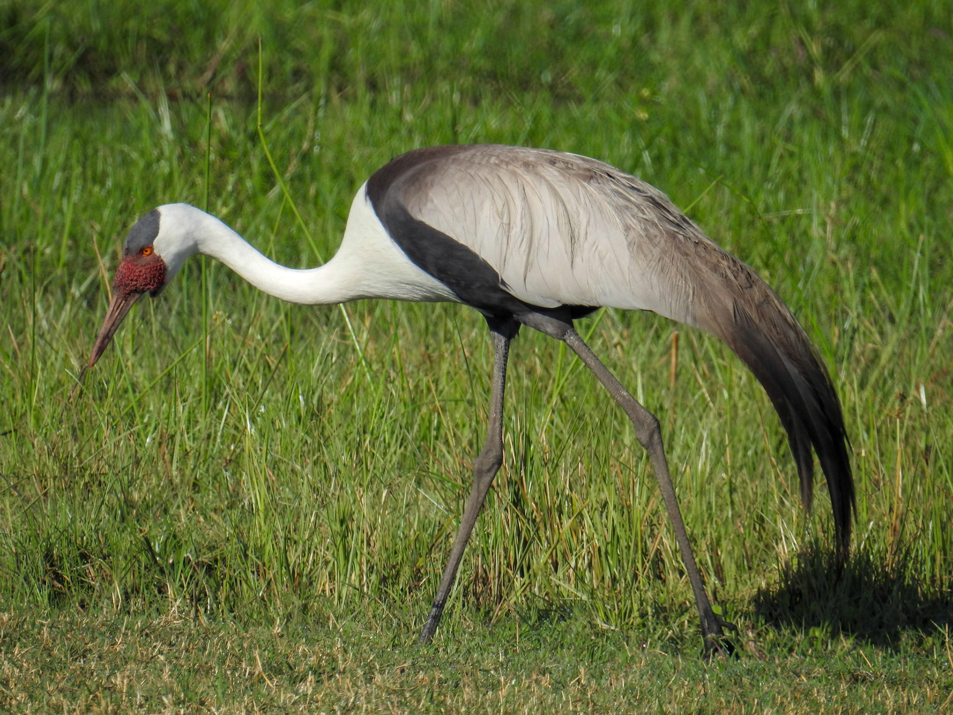 Wattled Crane
