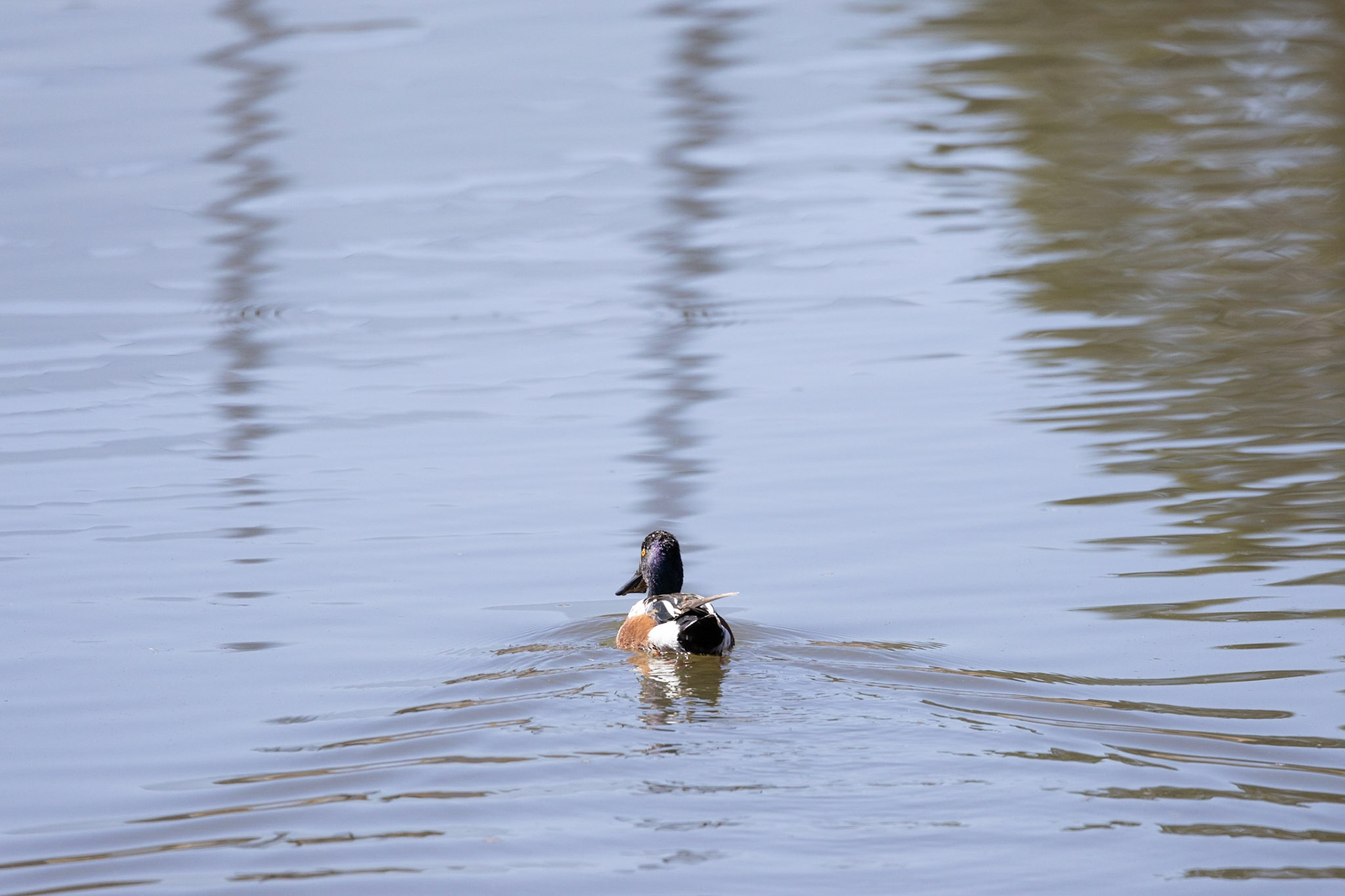 Northern Shoveler