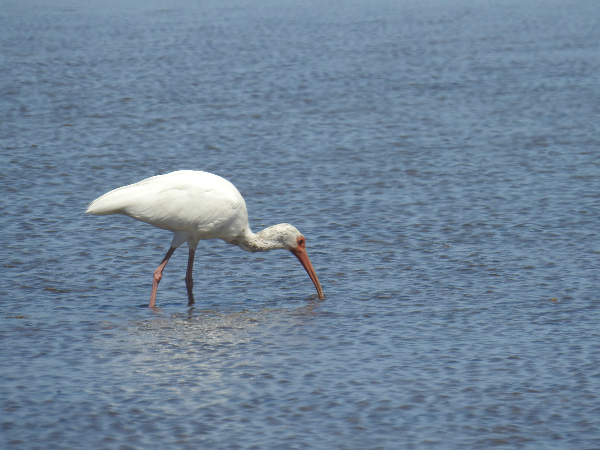 Whiite Ibis