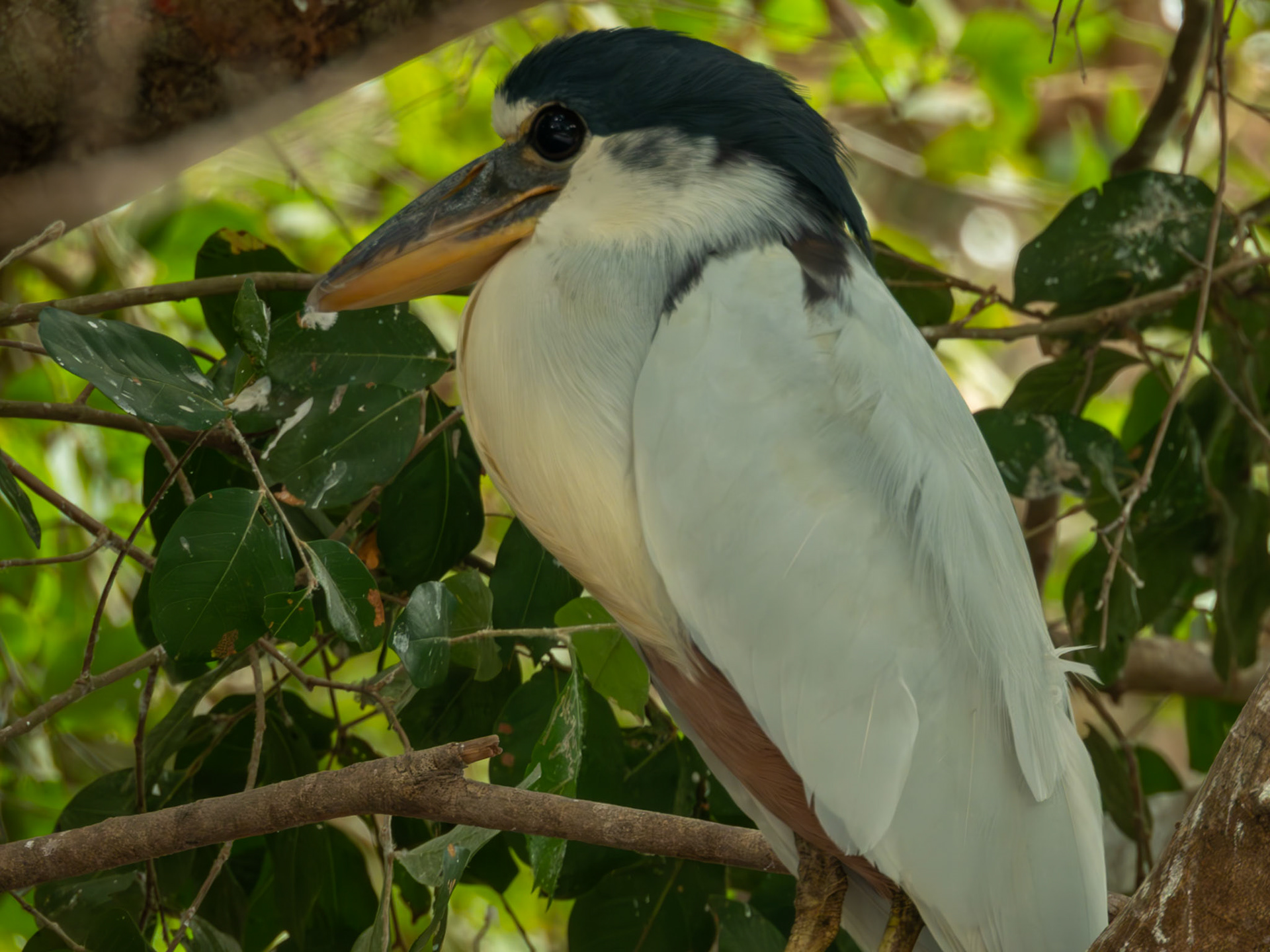 Boat-billed Heron