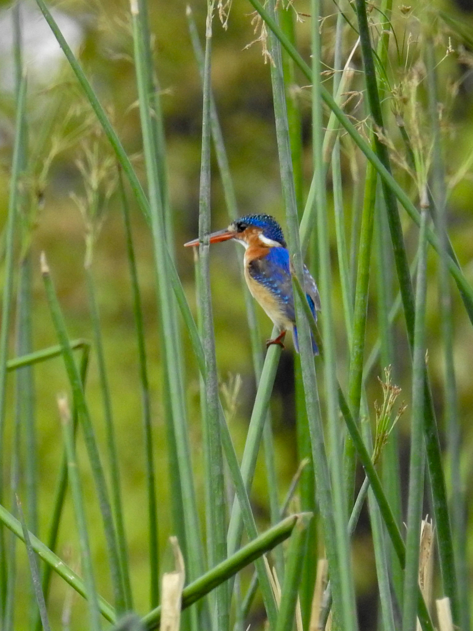 Malachite Kingfisher