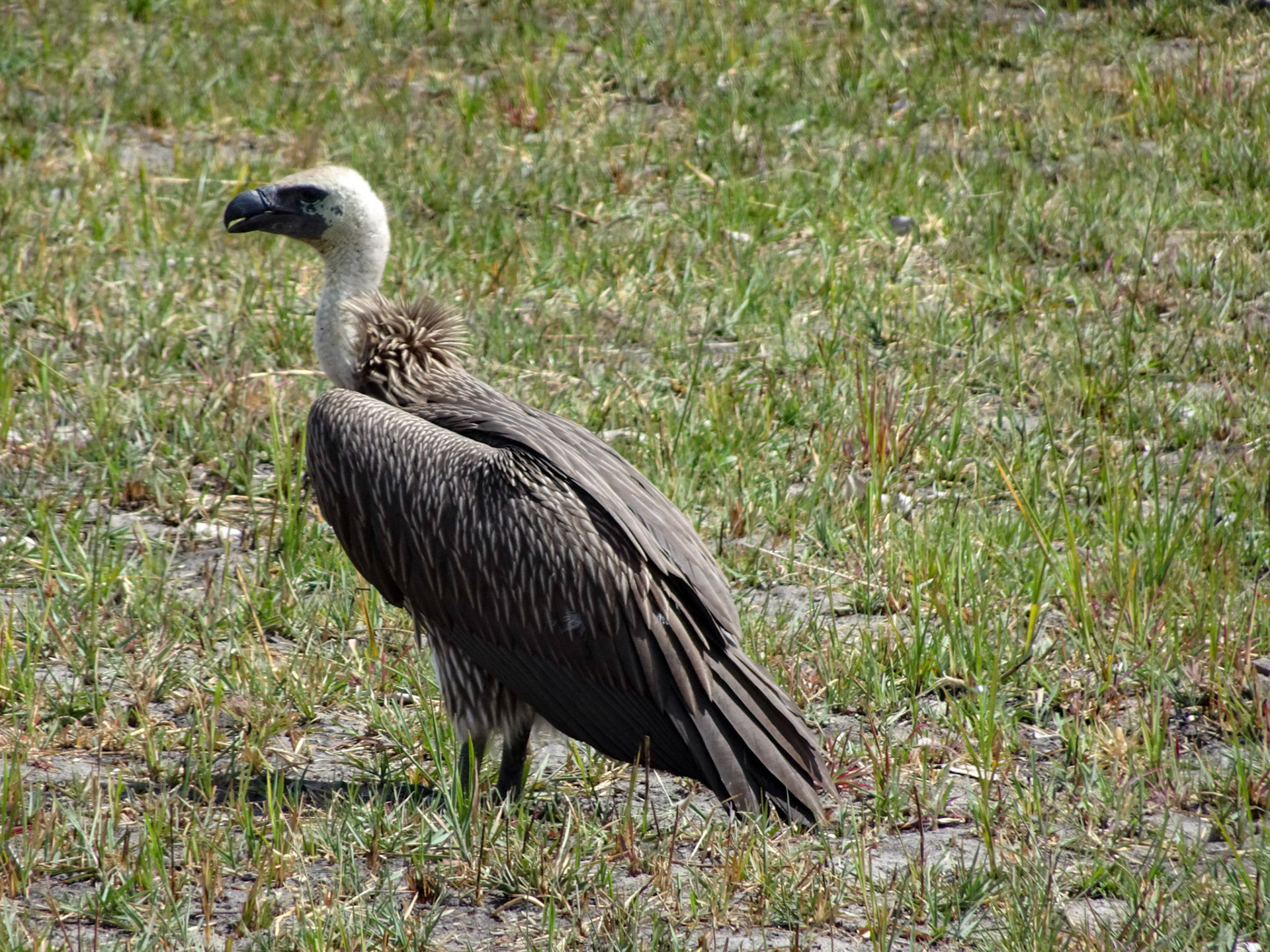 White-Backed Vulture