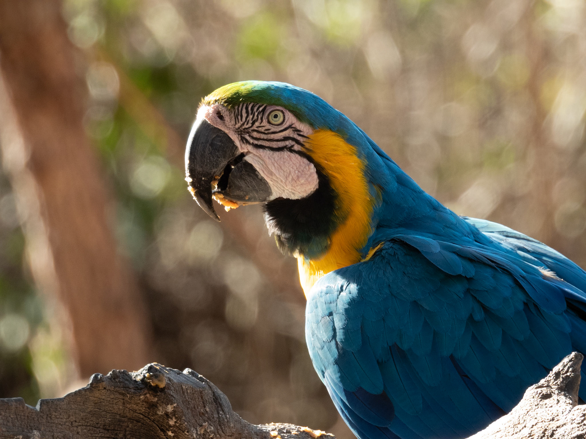 Blue-and-yellow Macaw