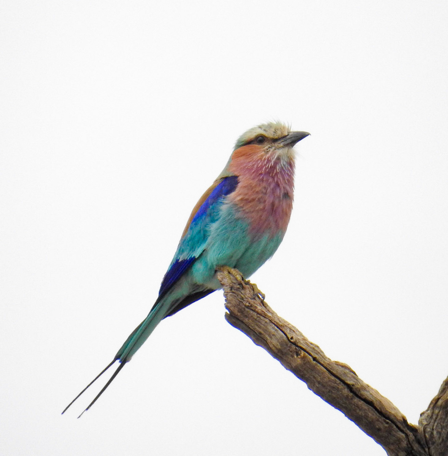Lilac-breasted Roller