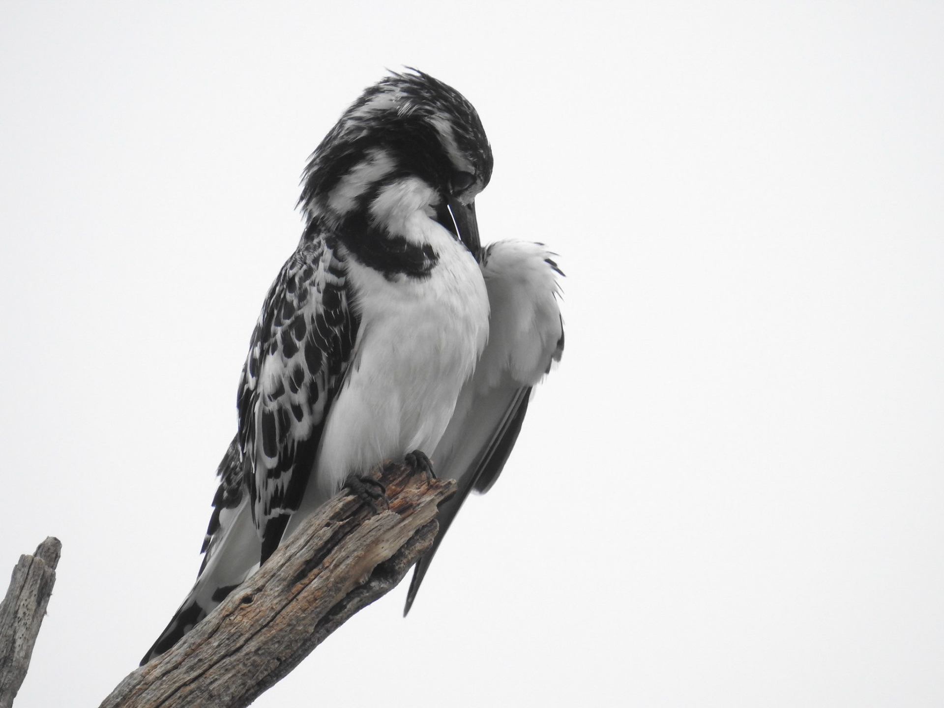 Pied Kingfisher