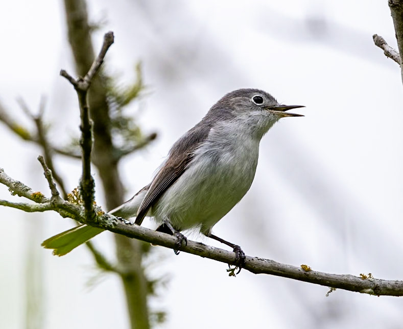 Blue-grey Gnatcatcher