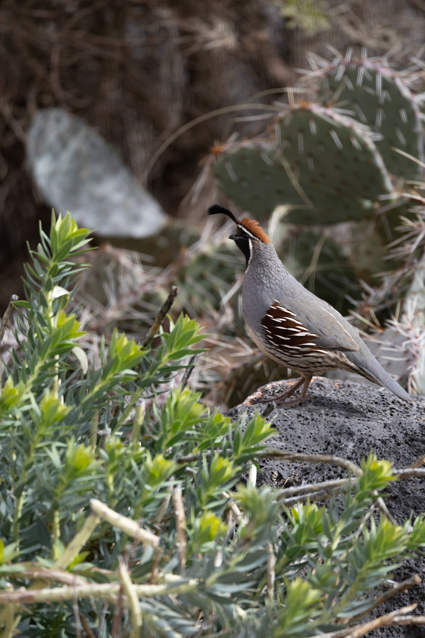 Gamble Quail