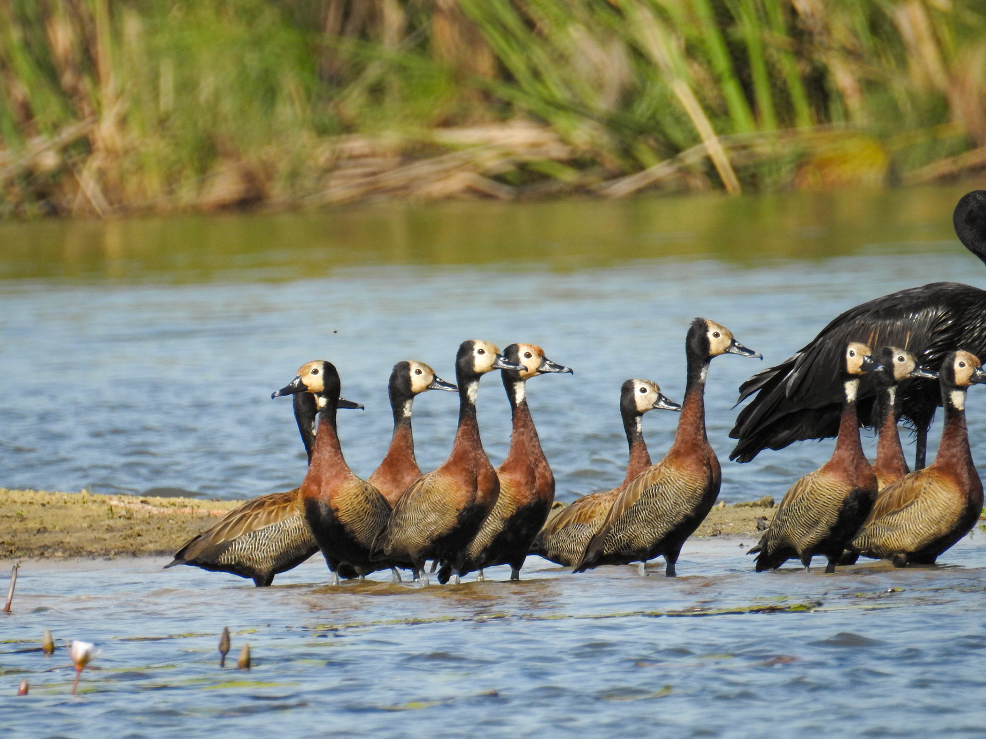 White-faced Whistling Duck