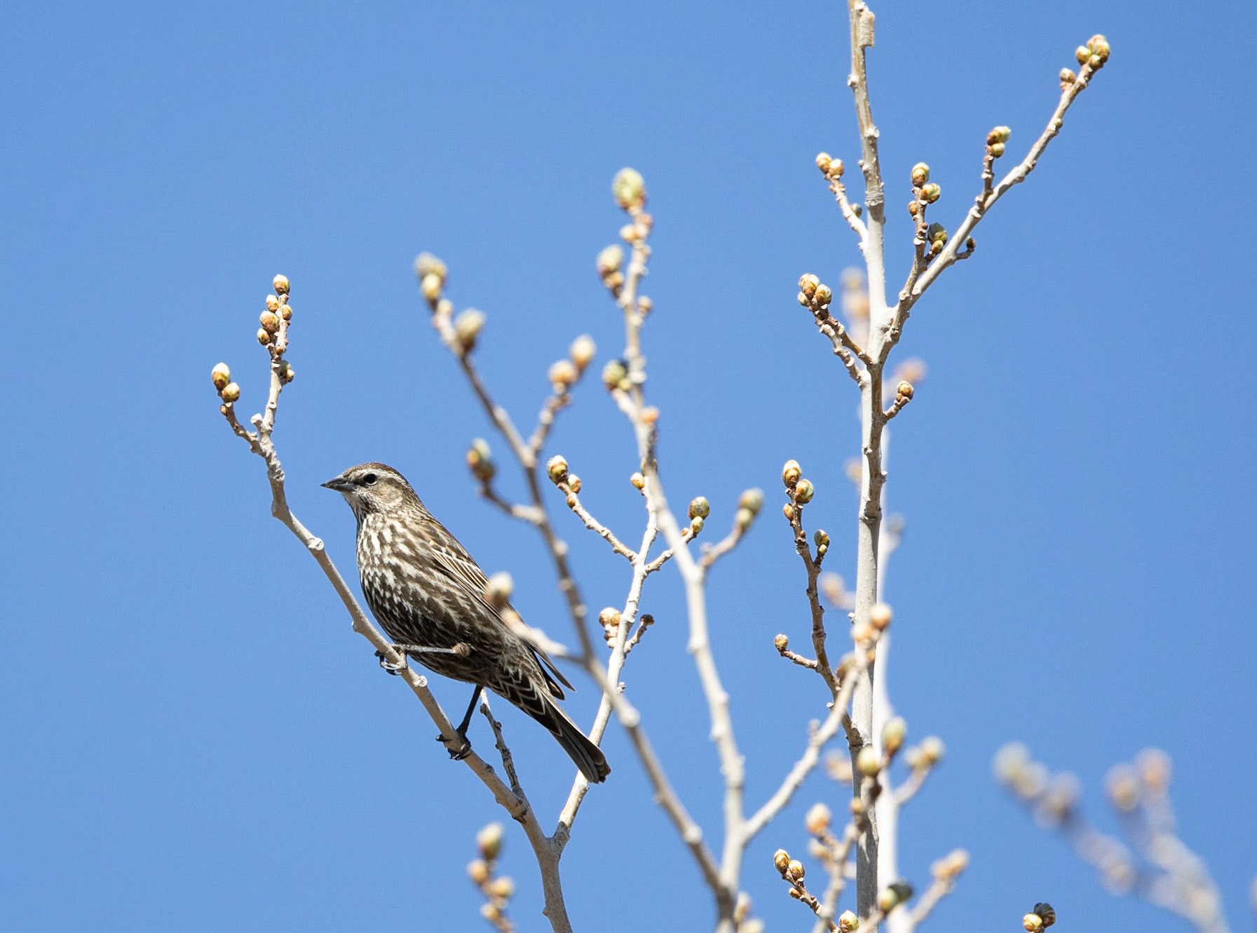 Red-winged Blackbird (F)