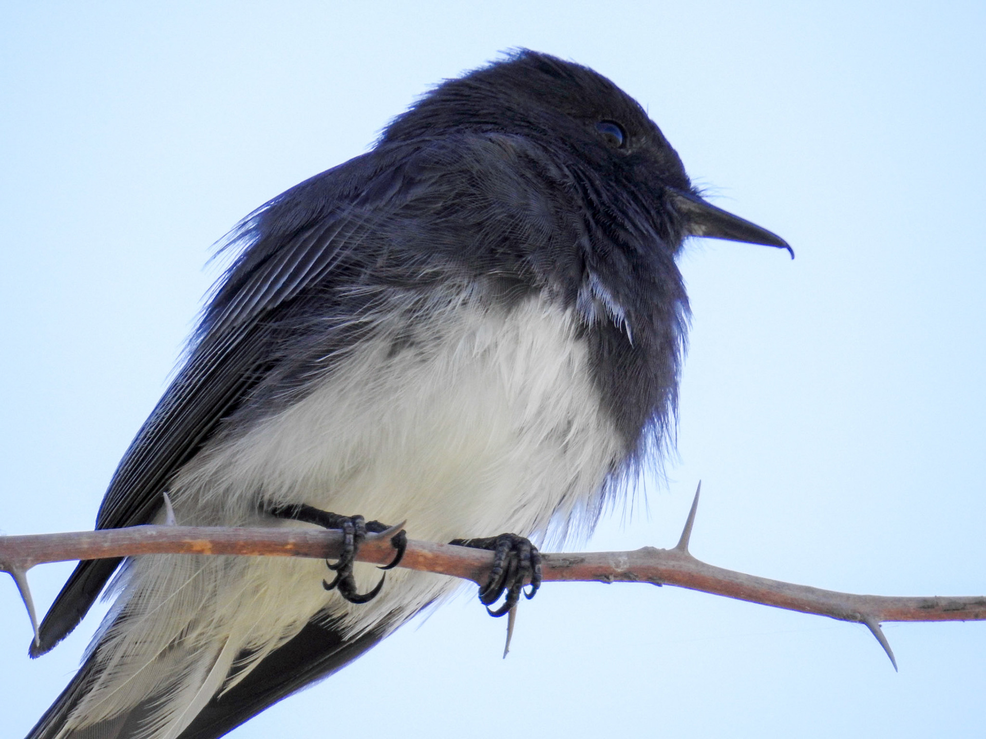 Black Phoebe
