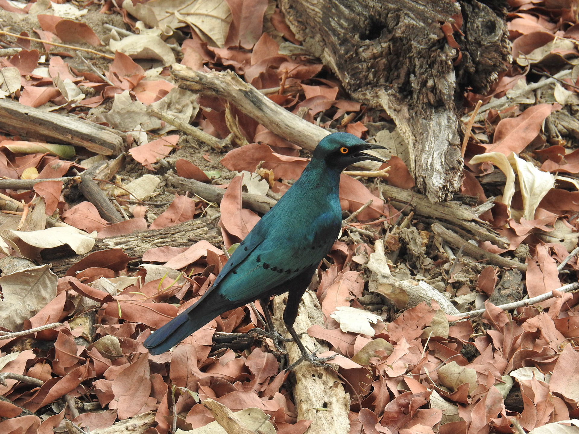 Greater Blue-Eared Glossy Starling