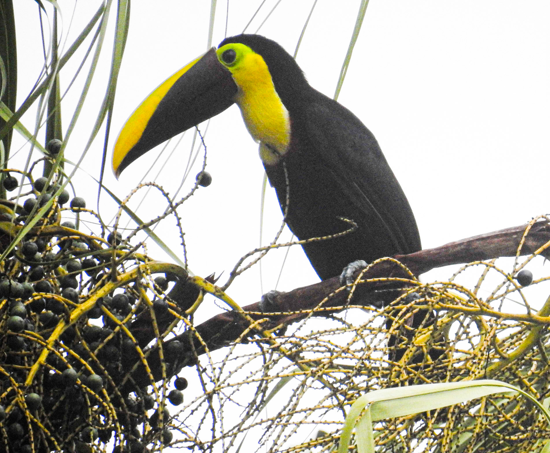 Yellow-throated Toucan