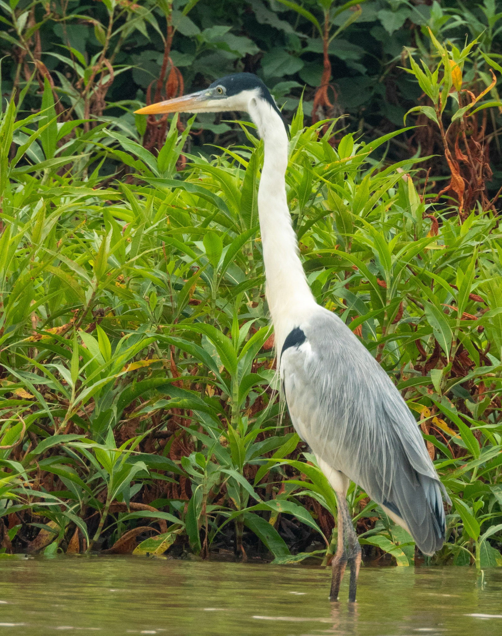 Cocoi Heron