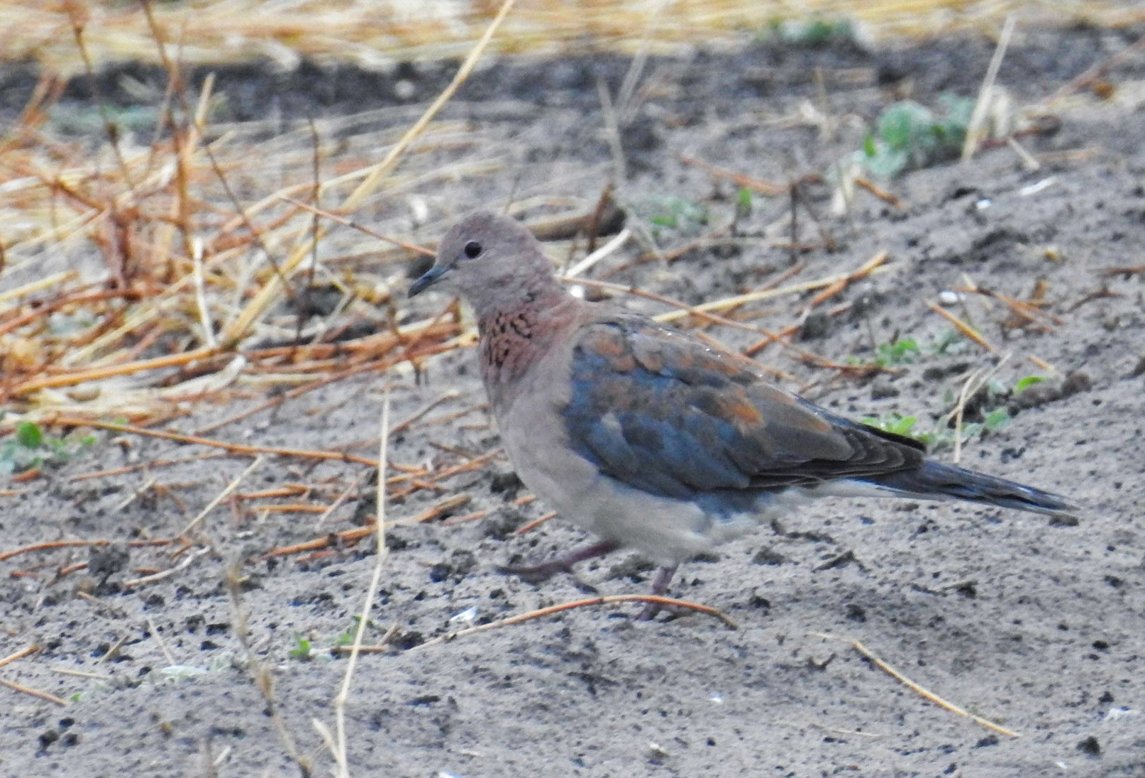 Laughing Dove