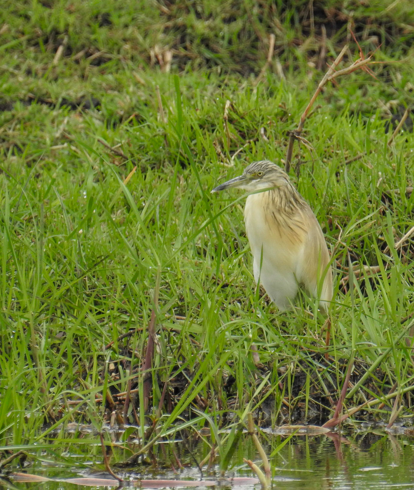 Squacco Heron