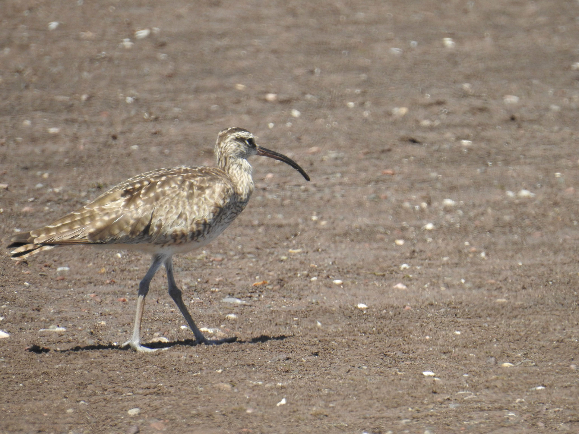 Whimbrel