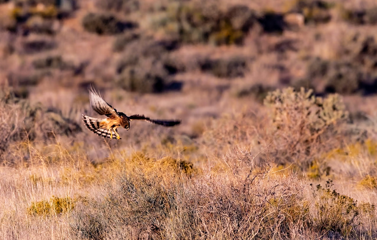 Northern Harrier