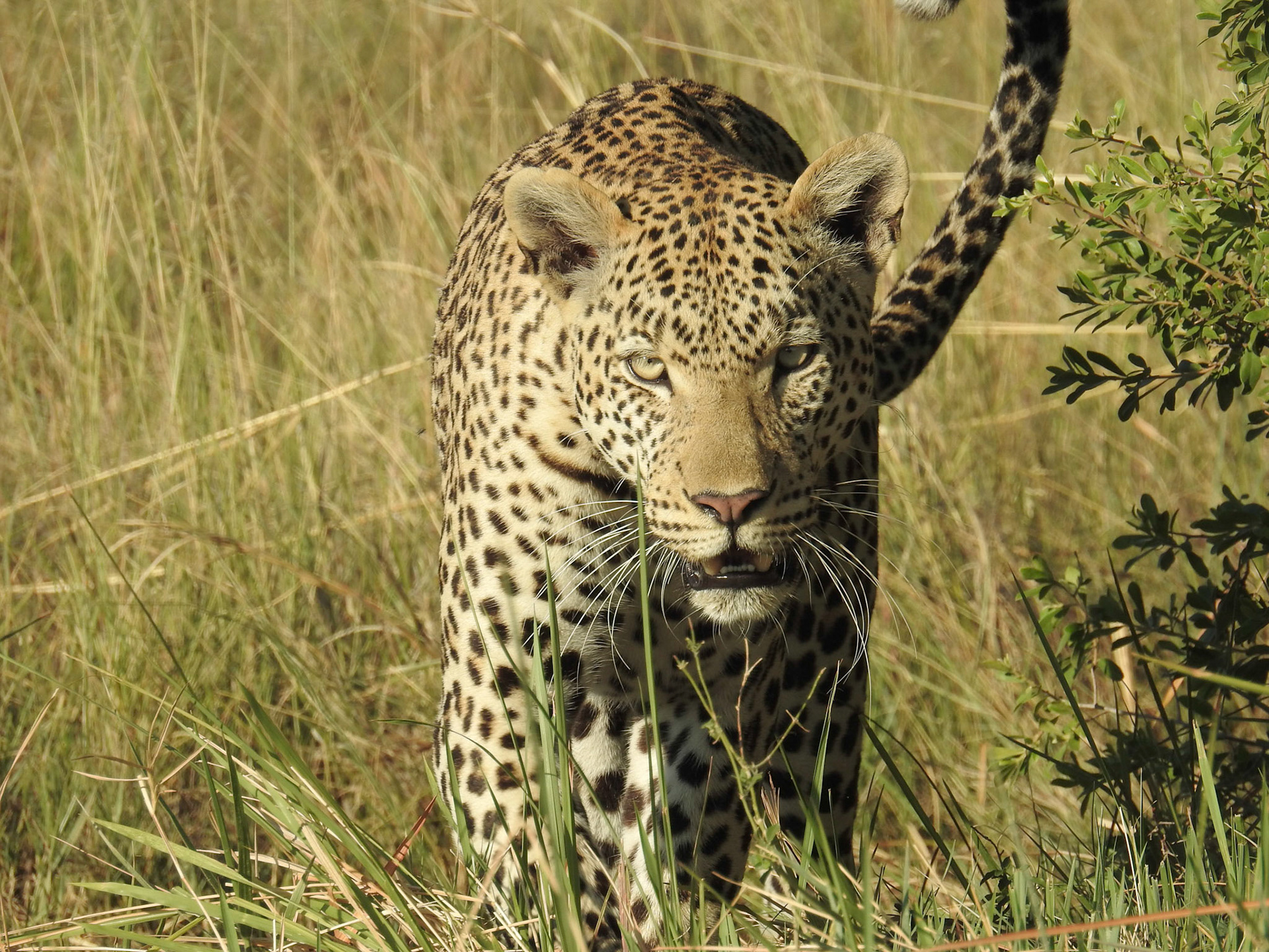 Wildside Category  - Kwara Canp, Botwanna