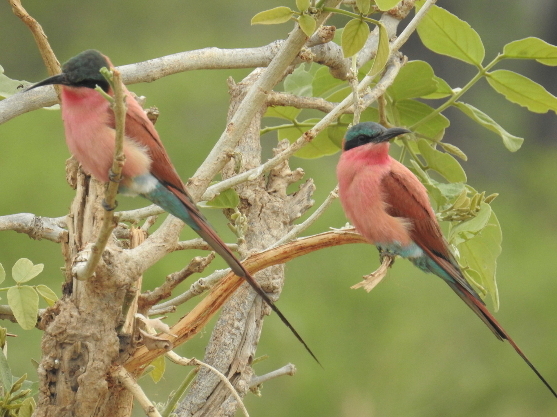 Southern Carmine Bee-Eaters