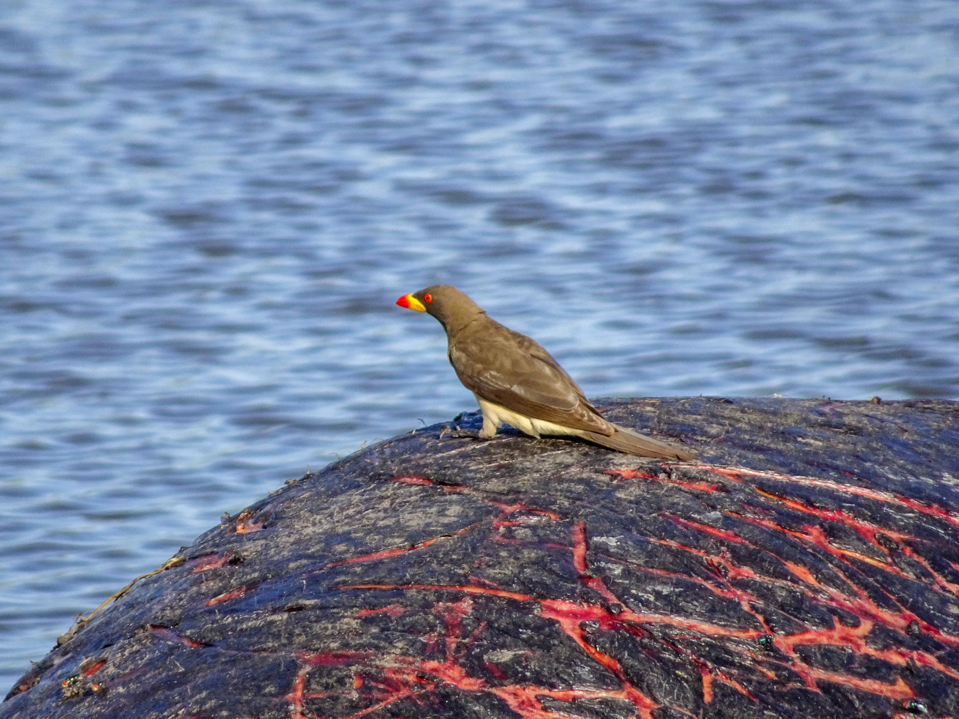 Yellow-Billed Oxpecker