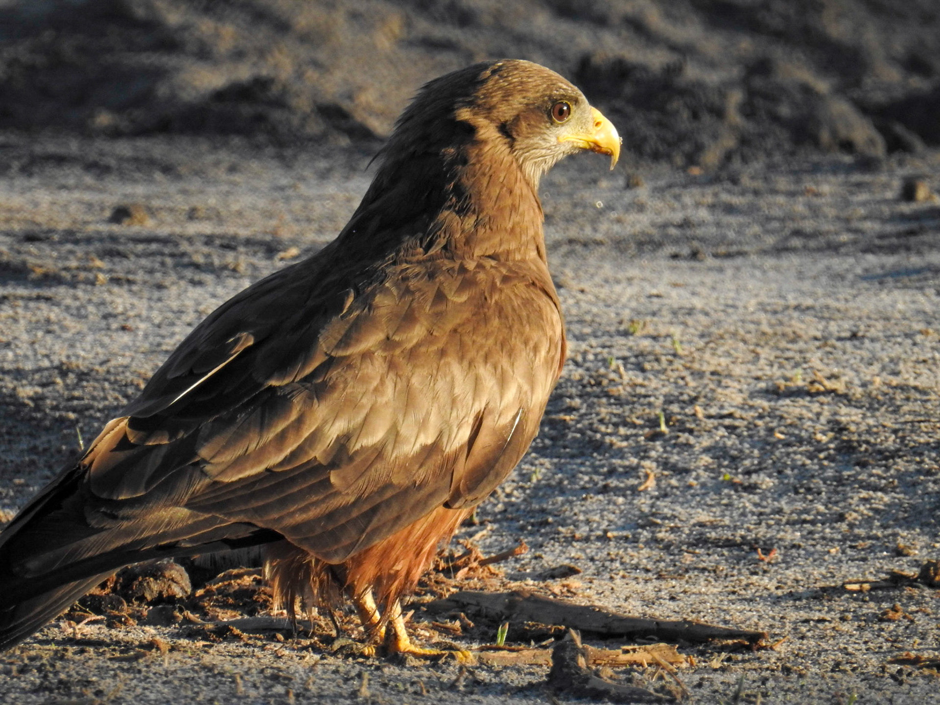 Yellow-Billed Kite