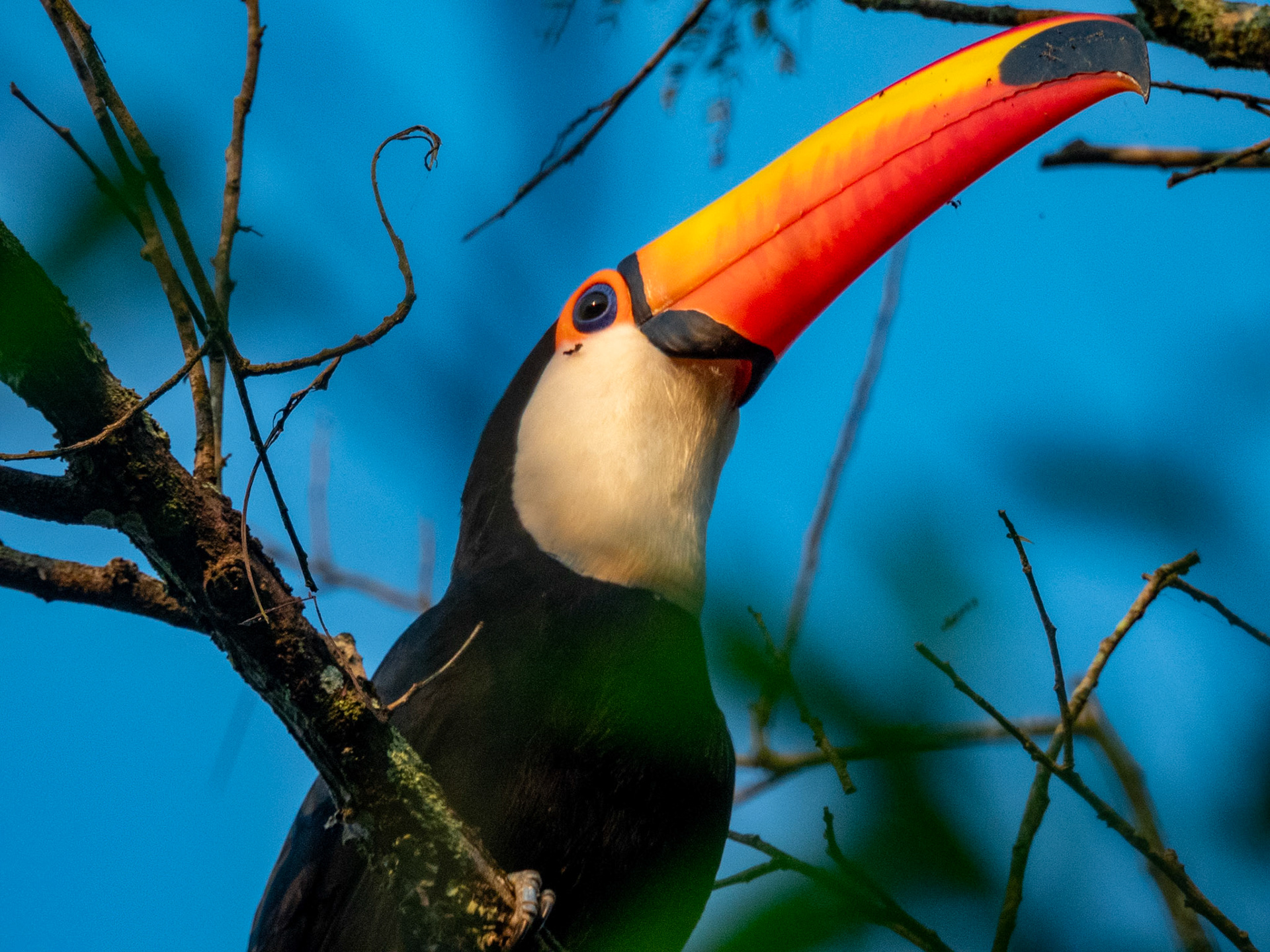Toco Toucan