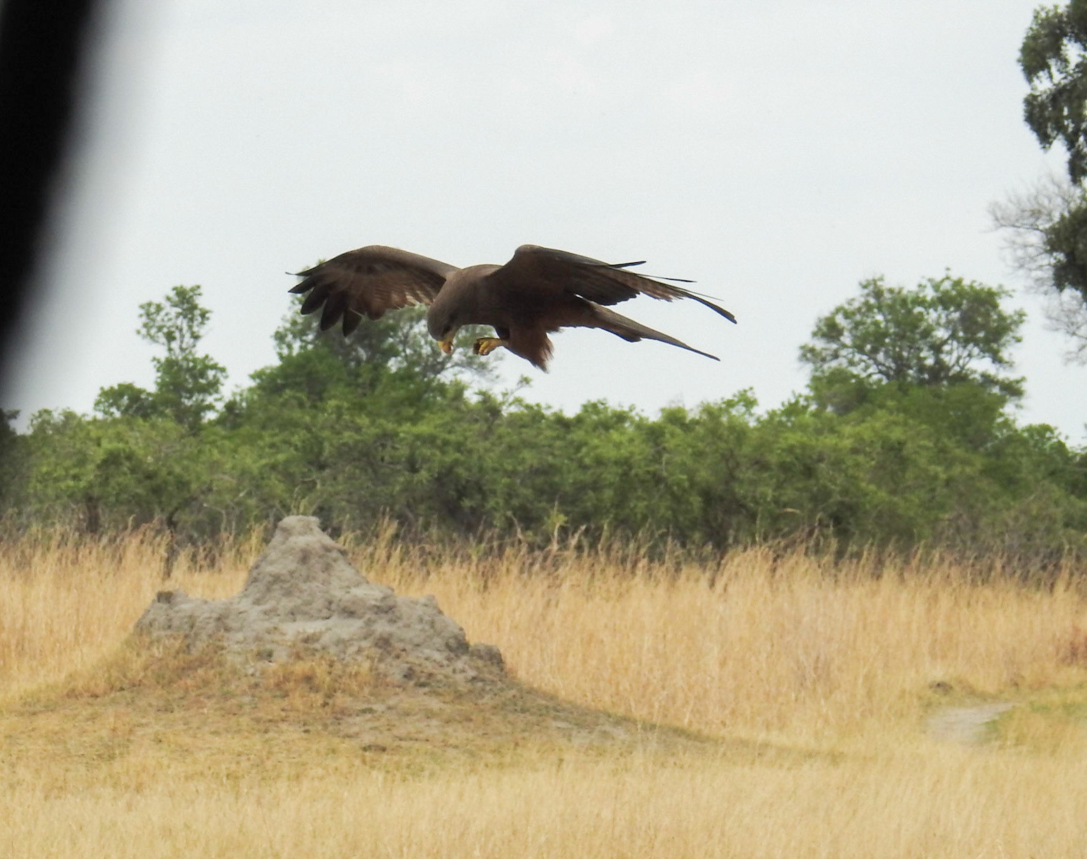 Yellow-Billed Kite
