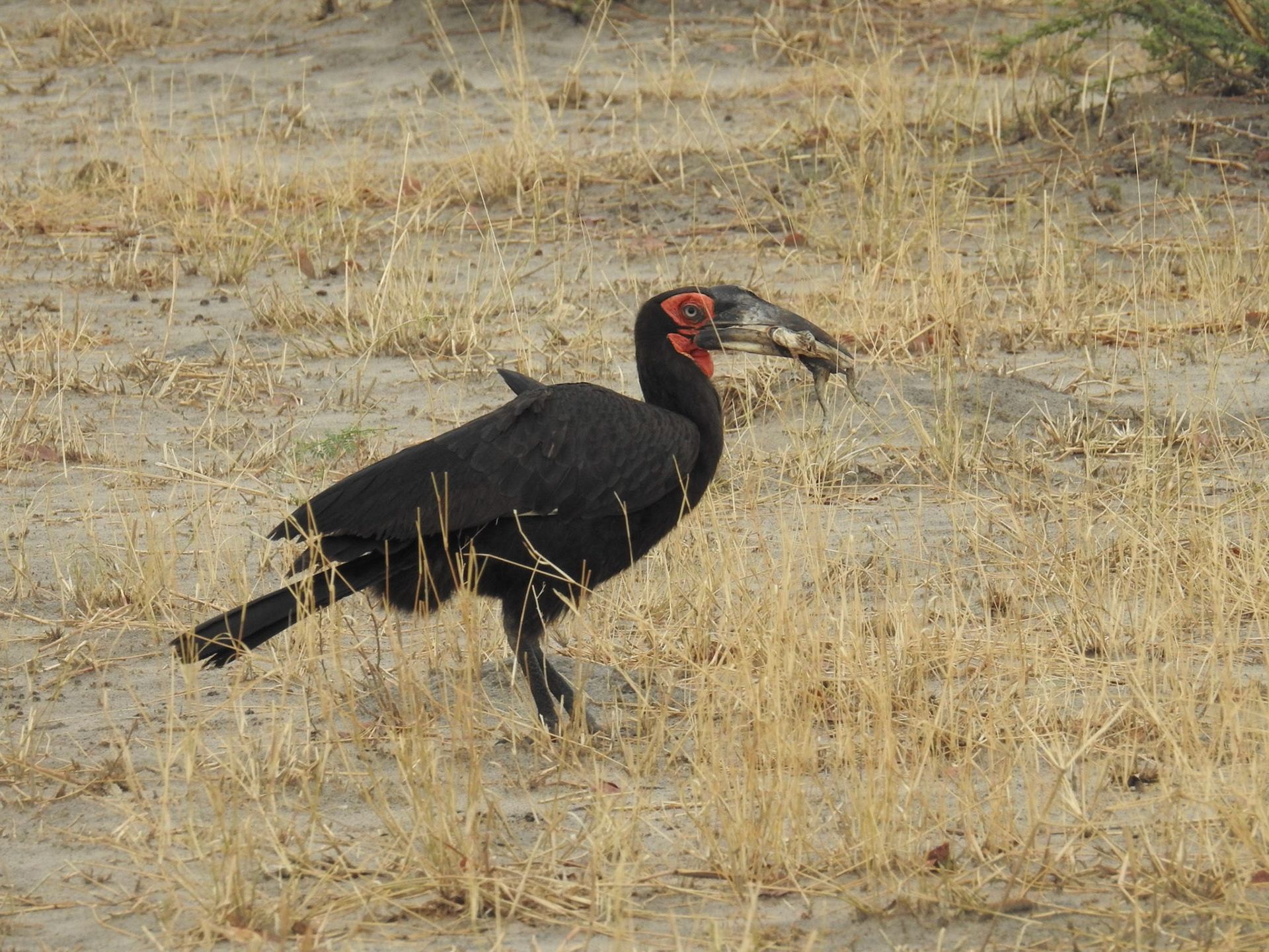 Southern Ground Hornbill