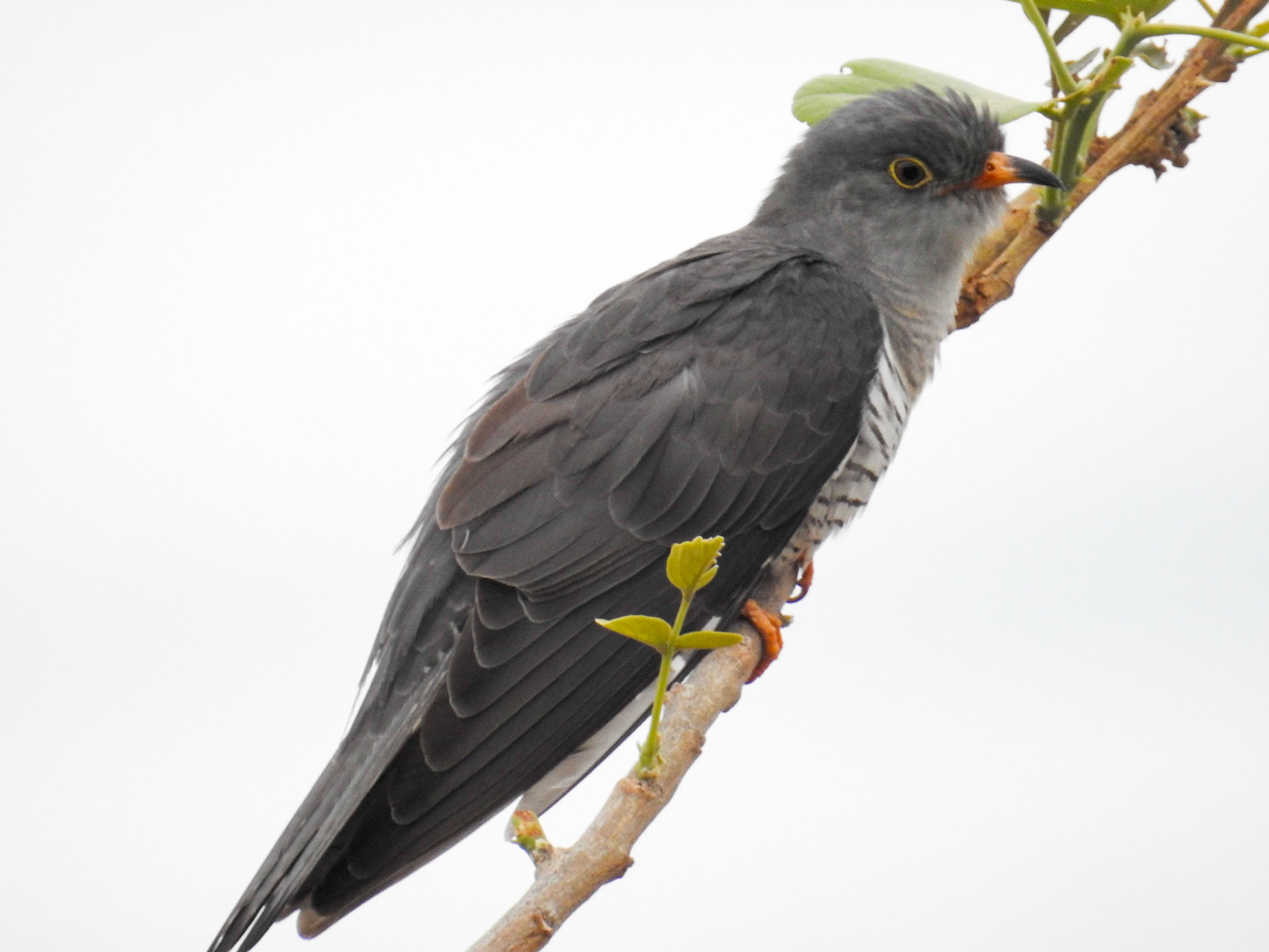 African Cuckoo